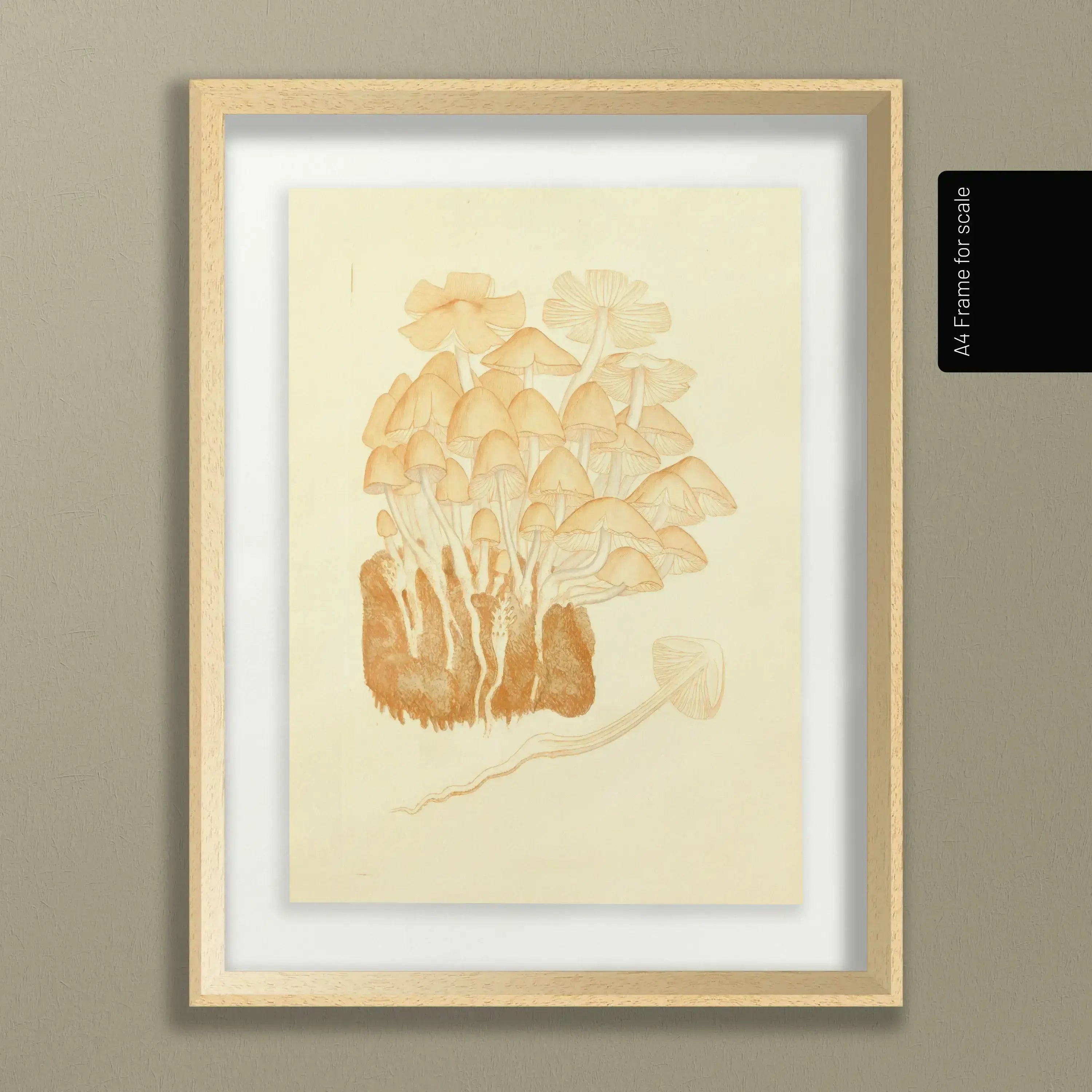 Fungi: Plate No. 02