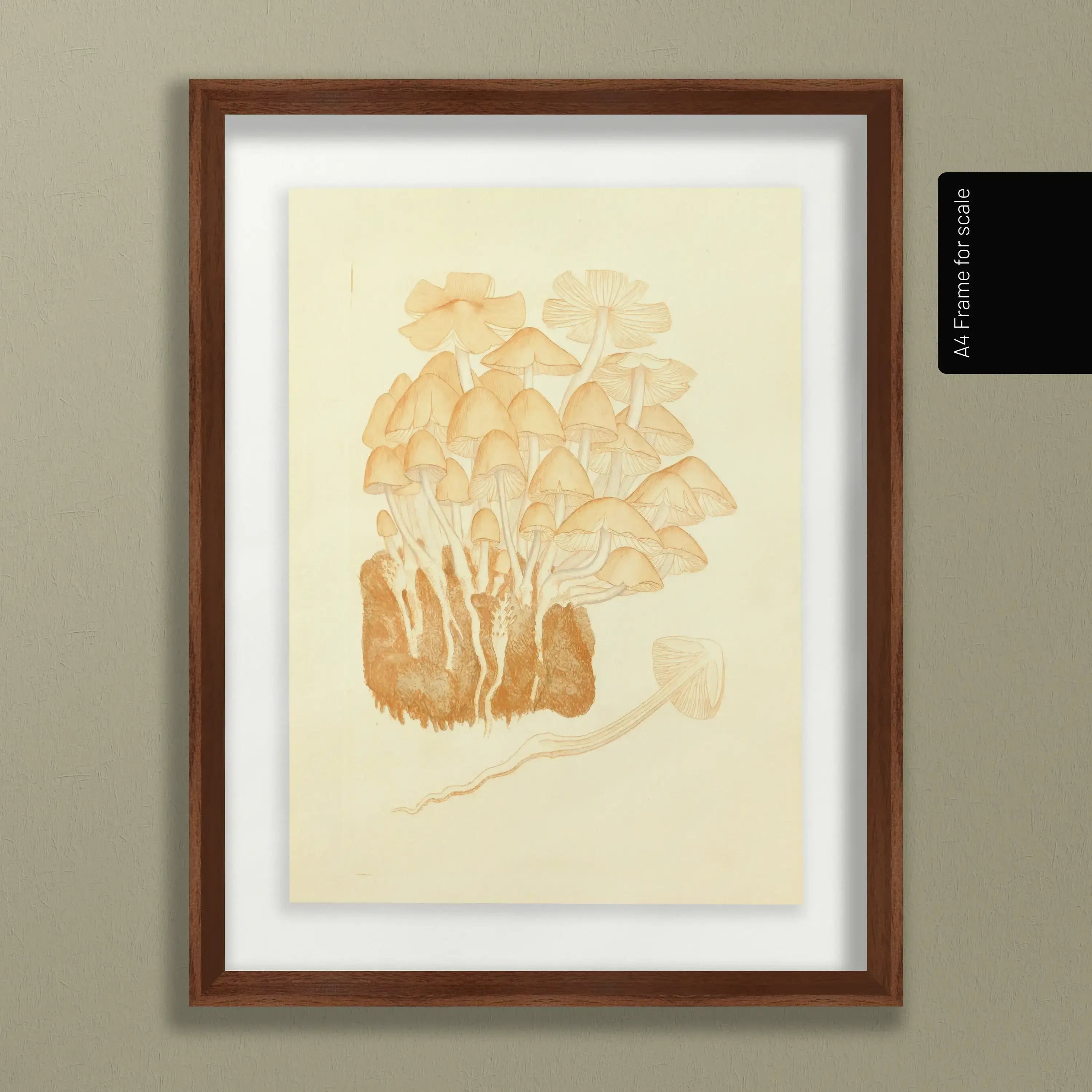 Fungi: Plate No. 02