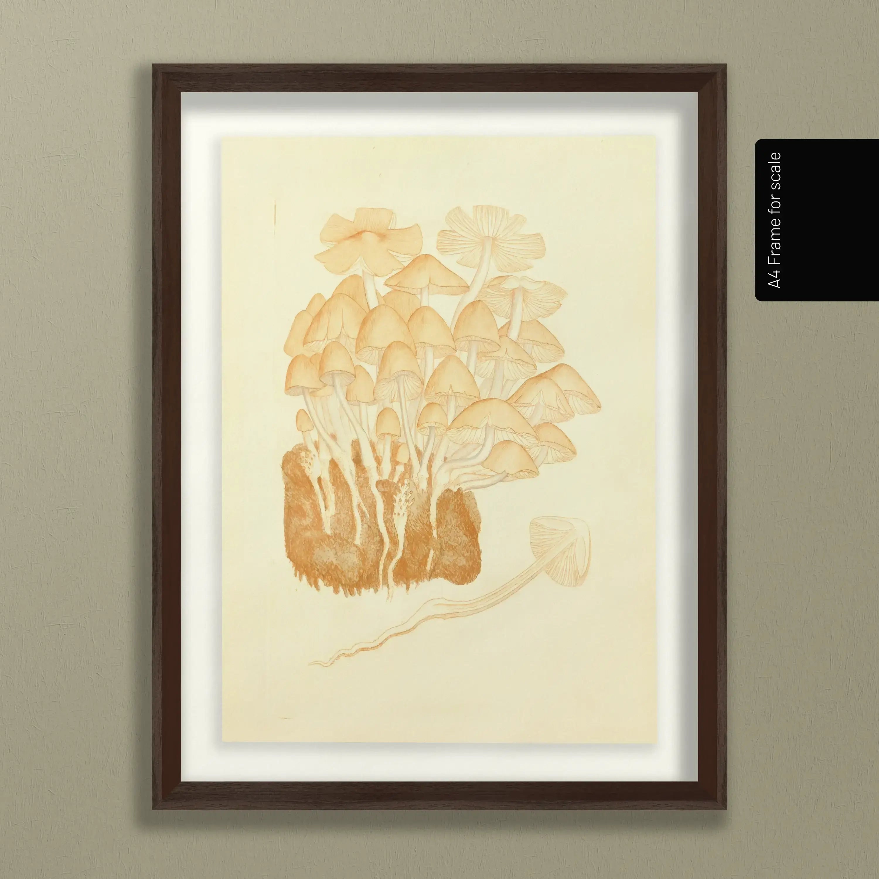 Fungi: Plate No. 02
