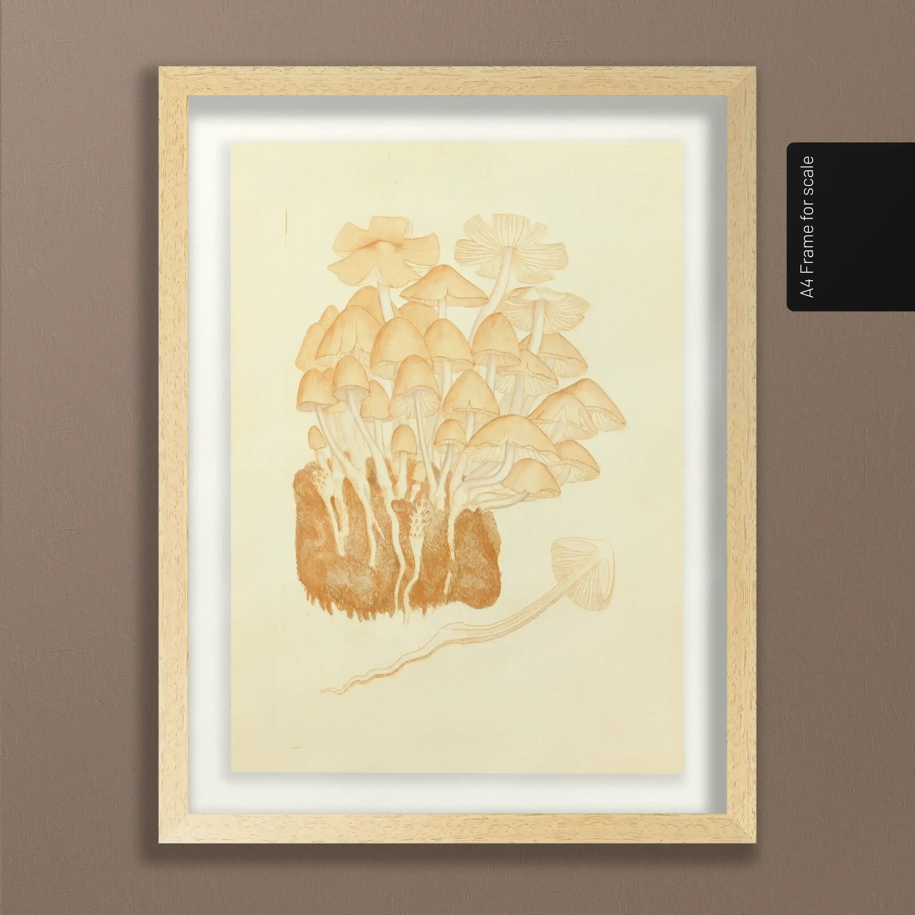 Fungi: Plate No. 02