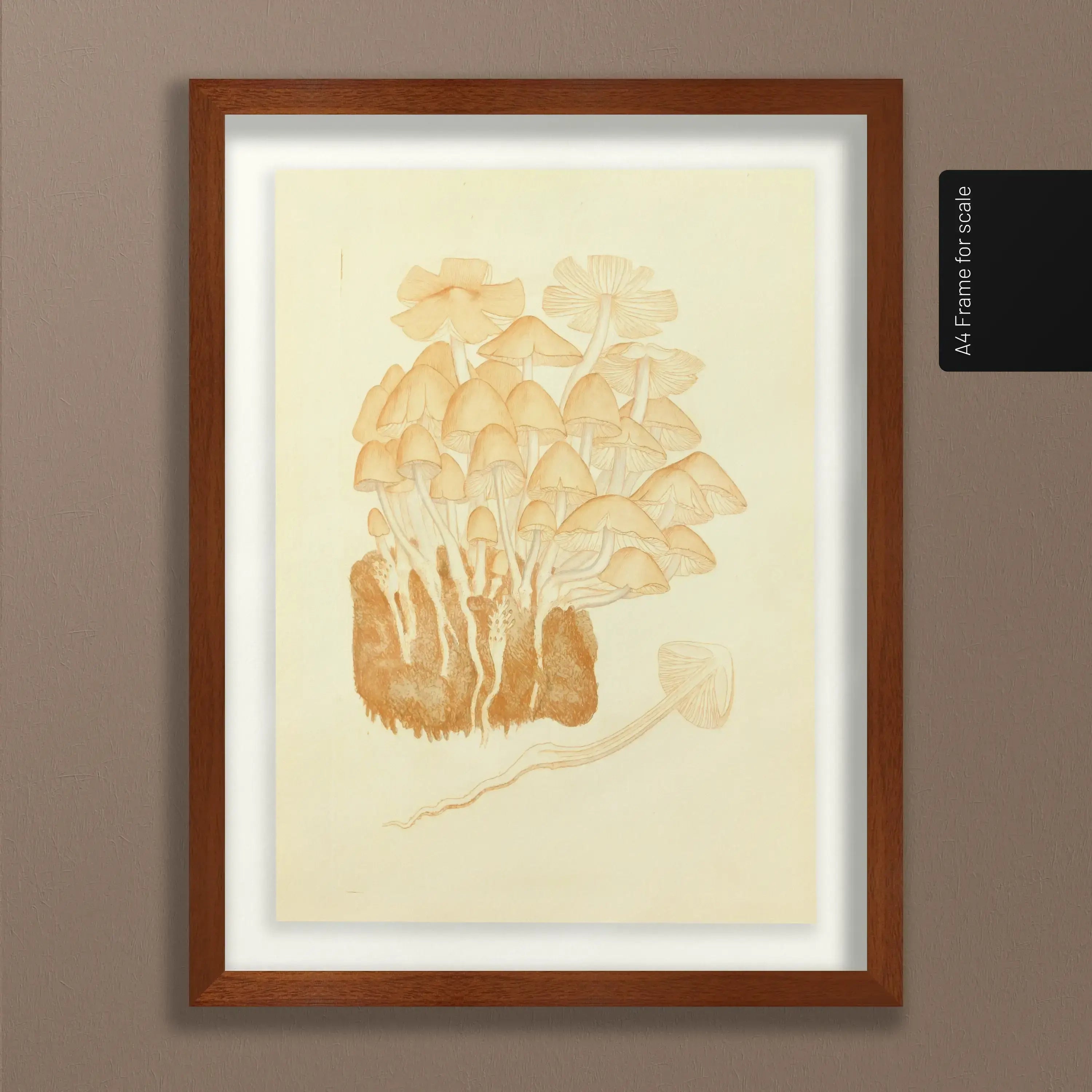 Fungi: Plate No. 02