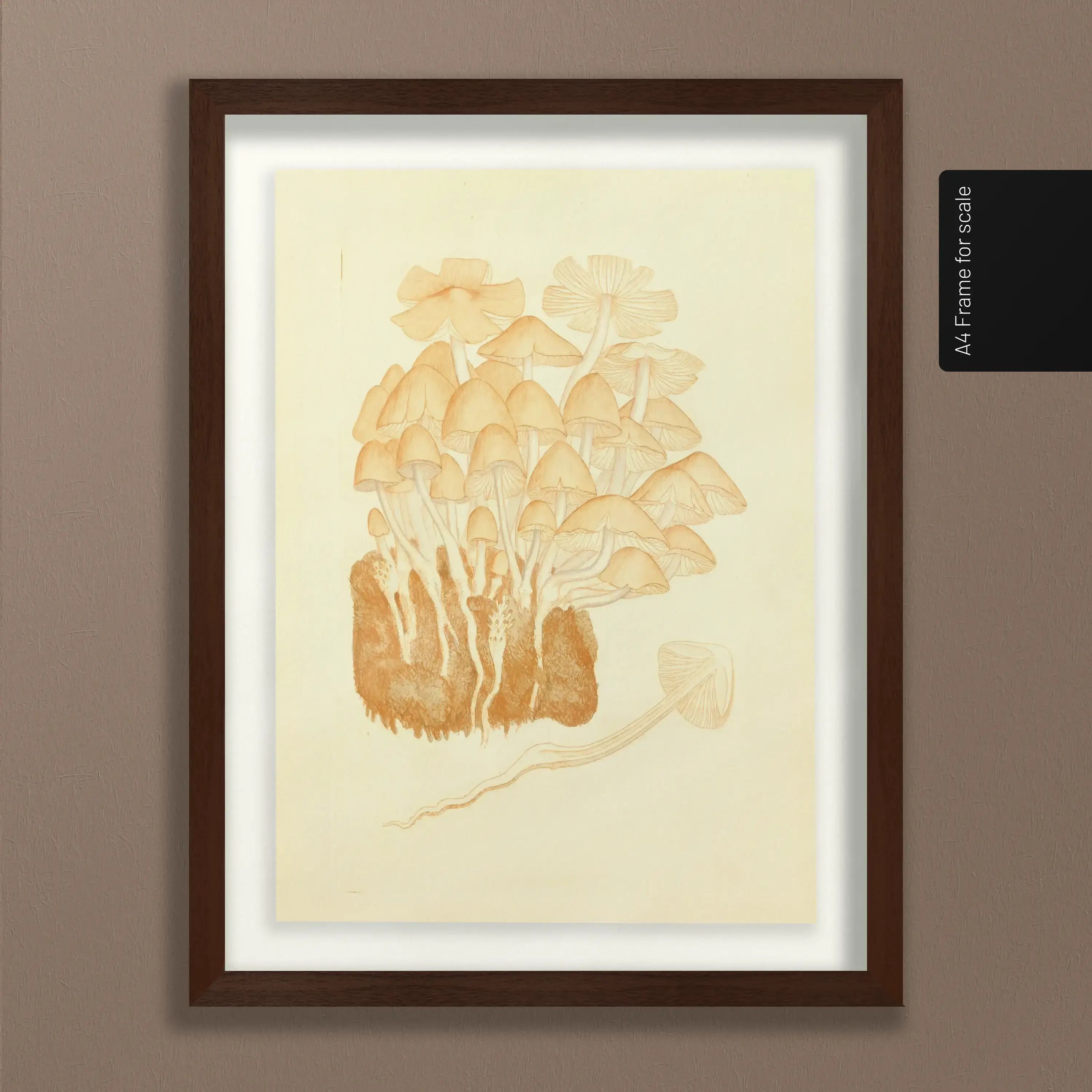 Fungi: Plate No. 02
