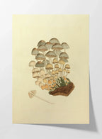 Fungi: Plate No. 03