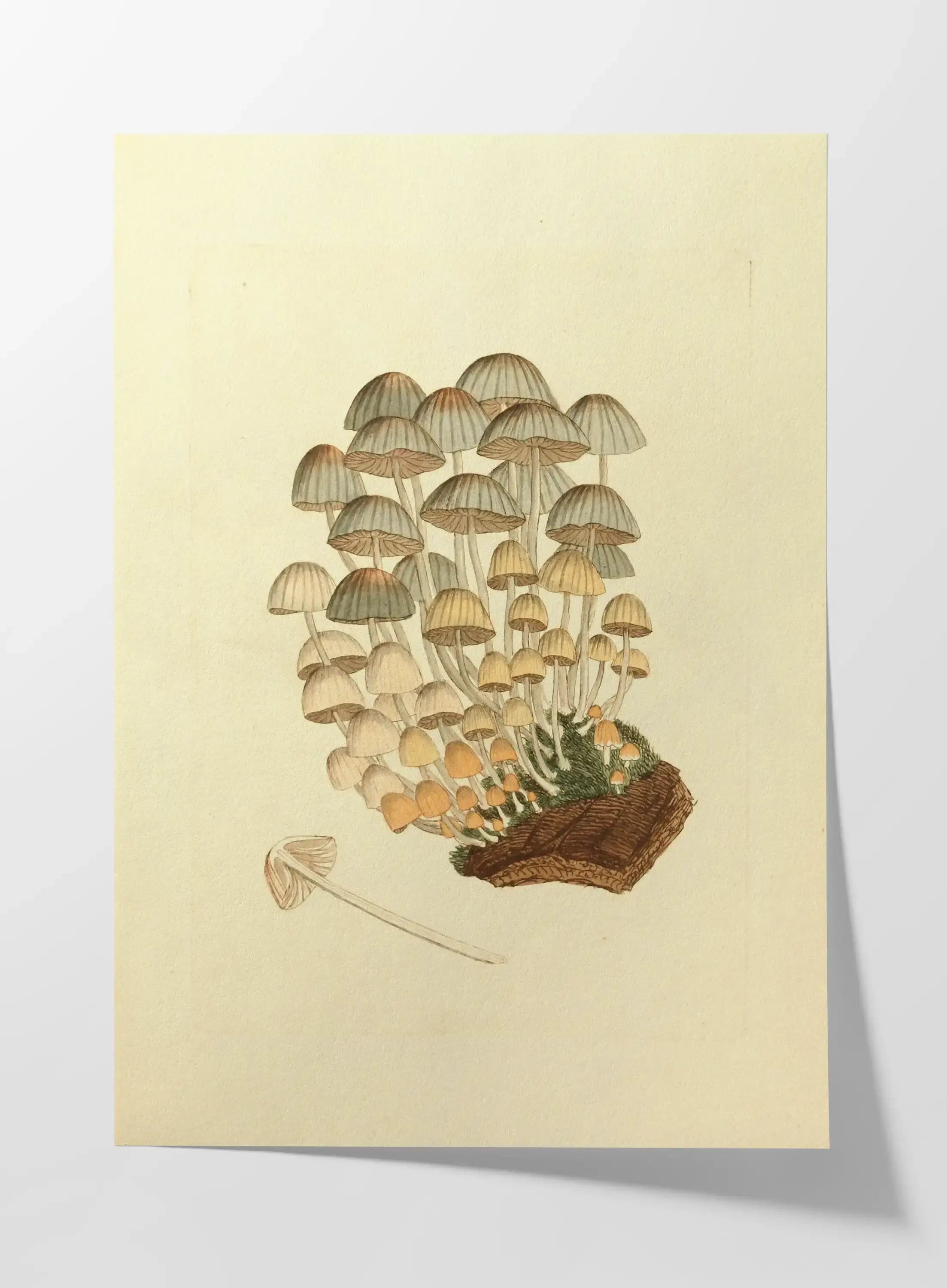Fungi: Plate No. 03