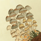 Fungi: Plate No. 03