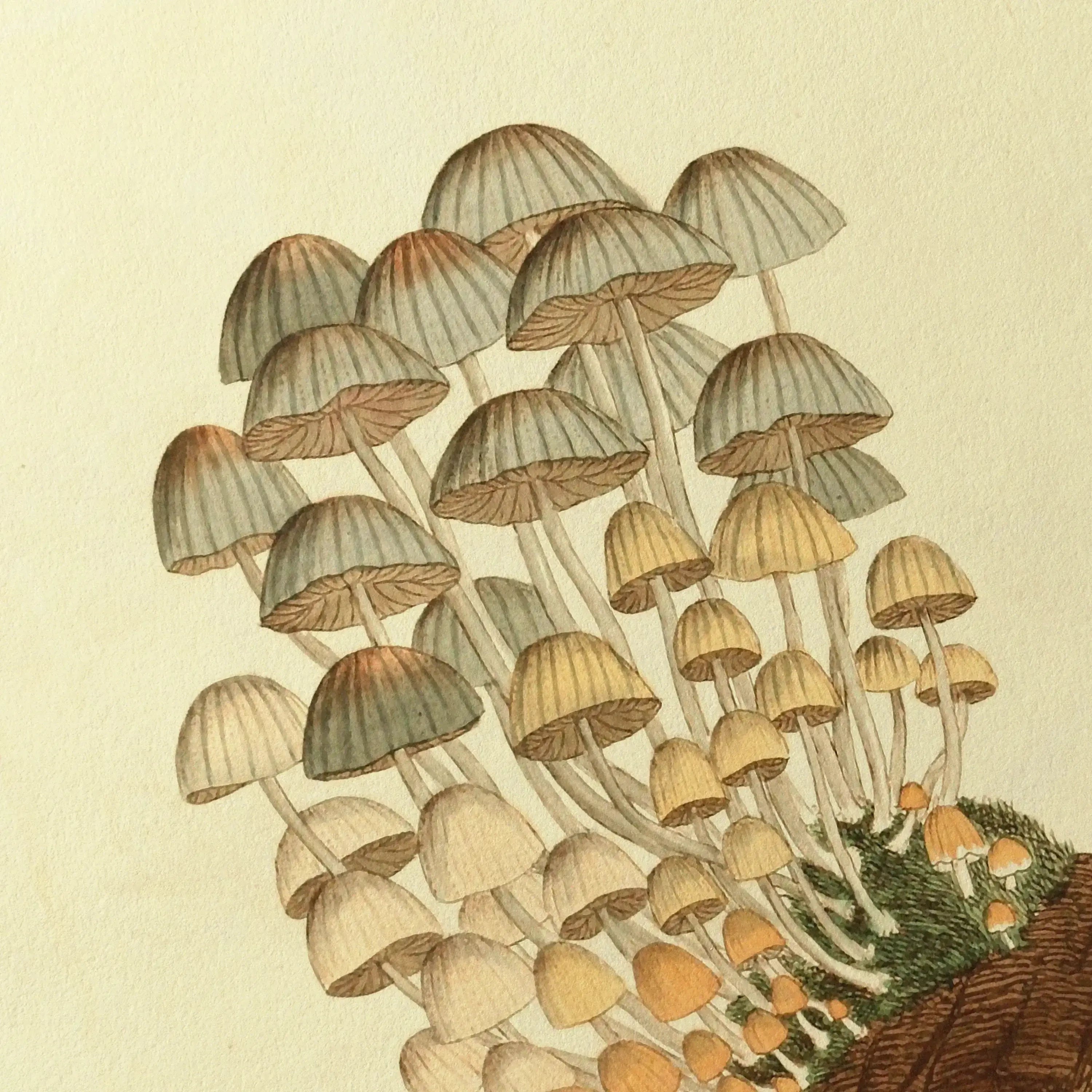 Fungi: Plate No. 03