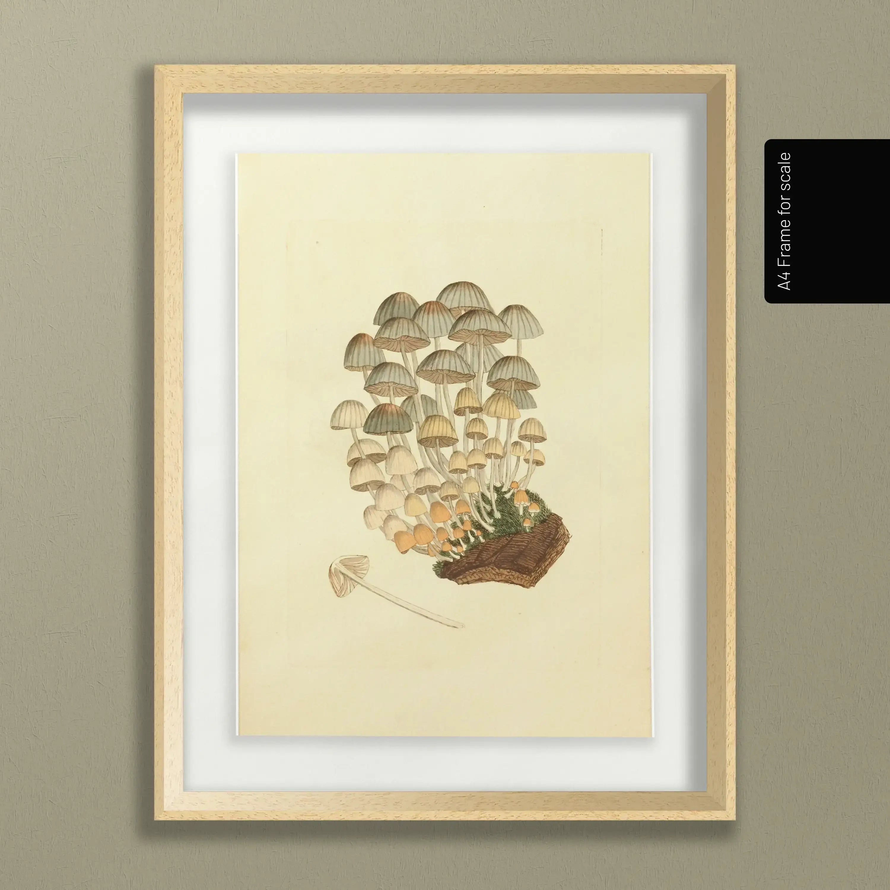 Fungi: Plate No. 03