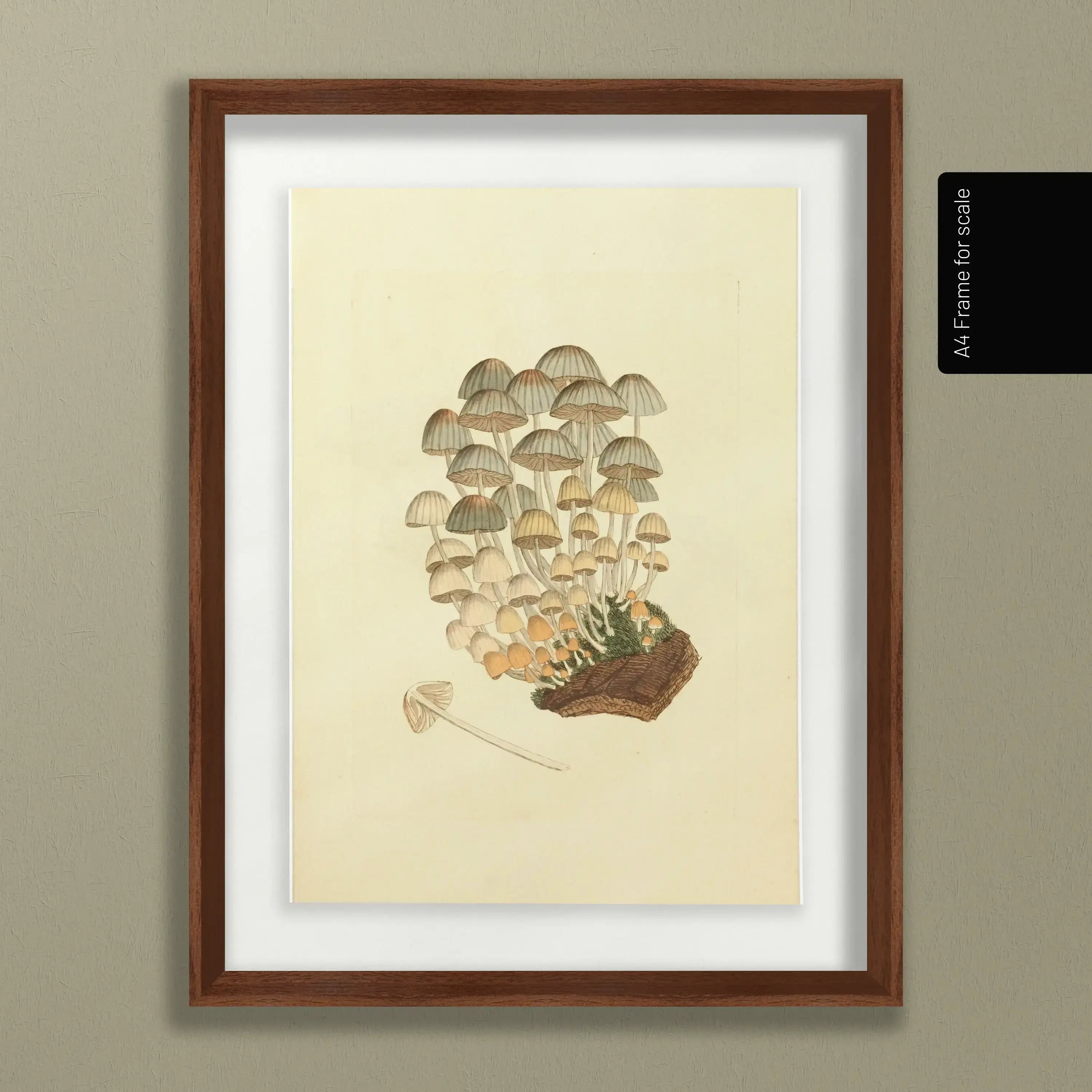 Fungi: Plate No. 03