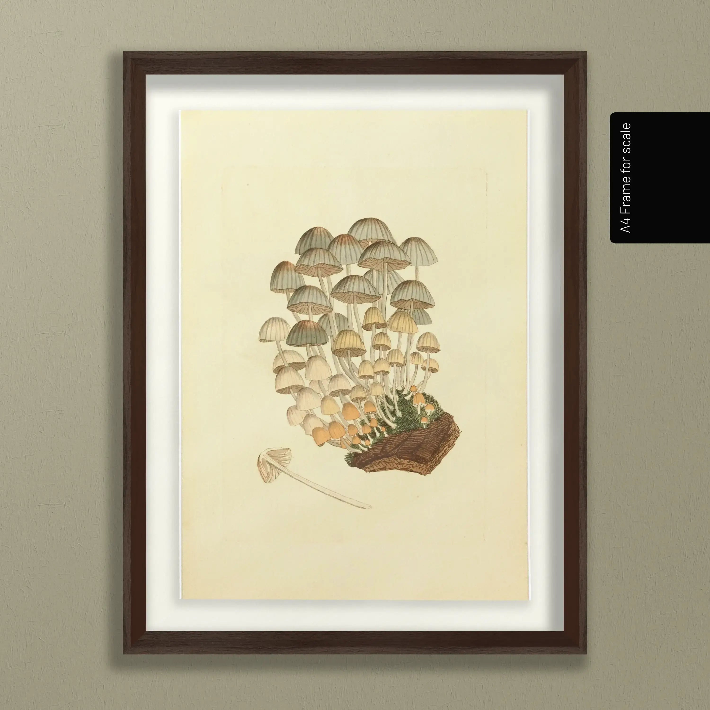 Fungi: Plate No. 03