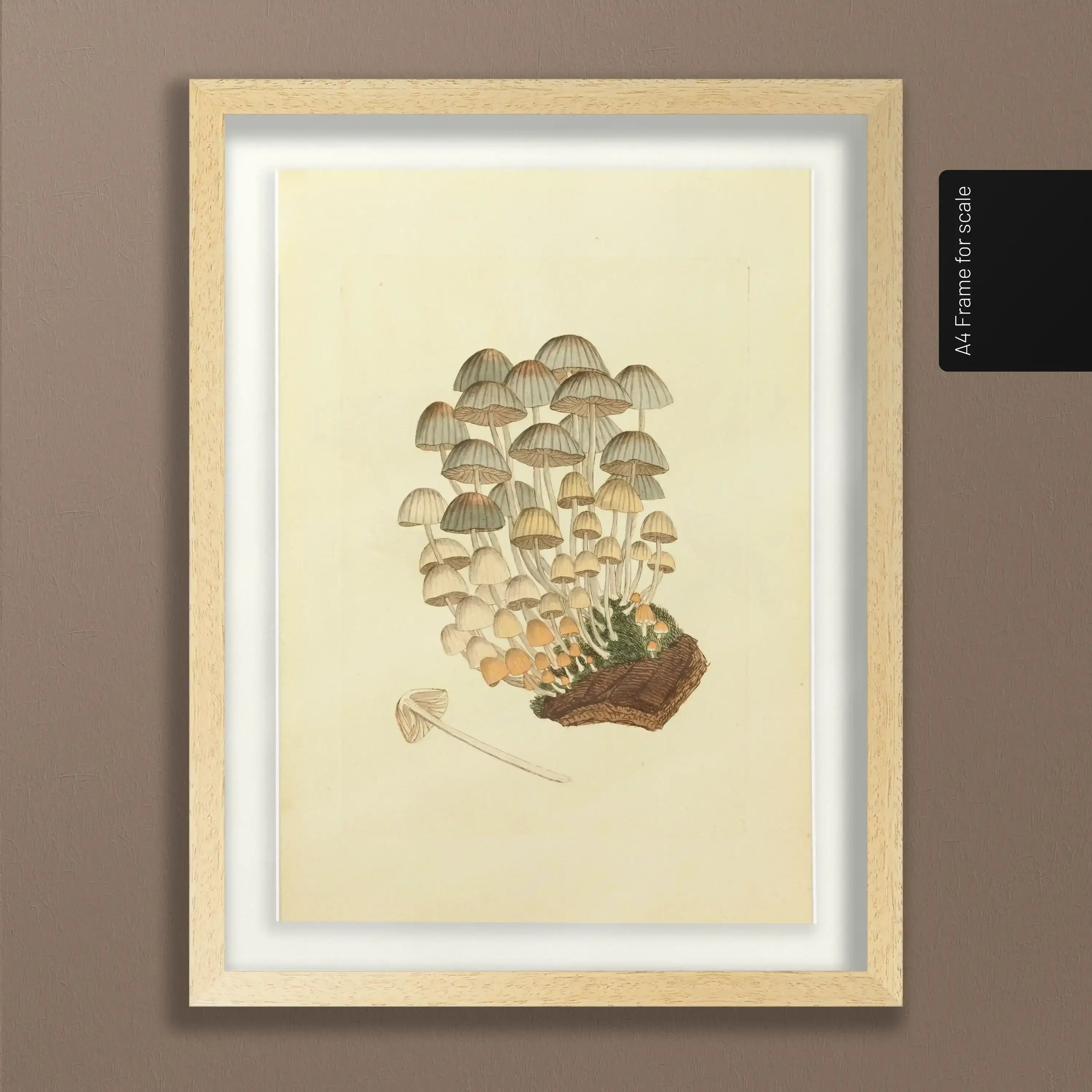 Fungi: Plate No. 03
