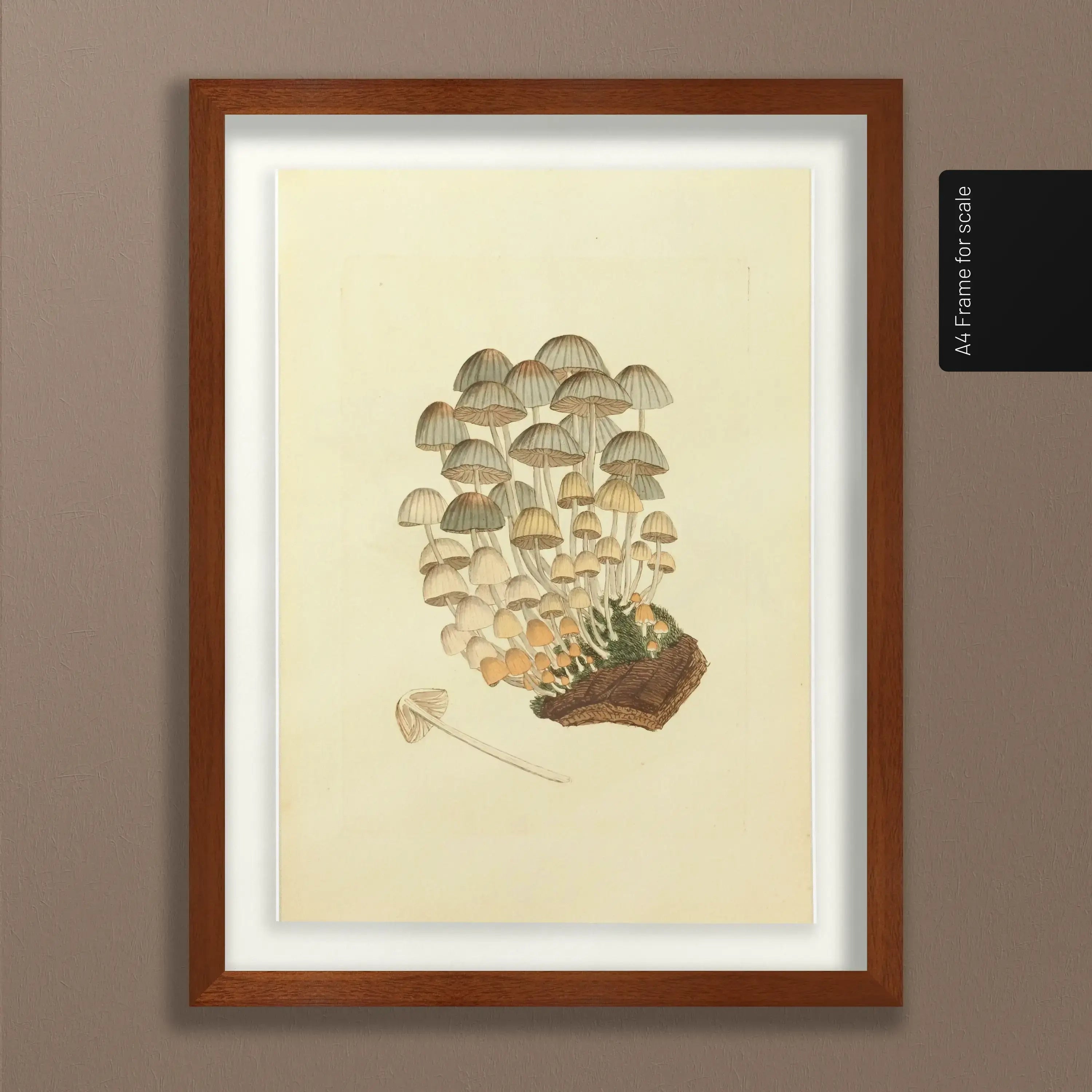Fungi: Plate No. 03