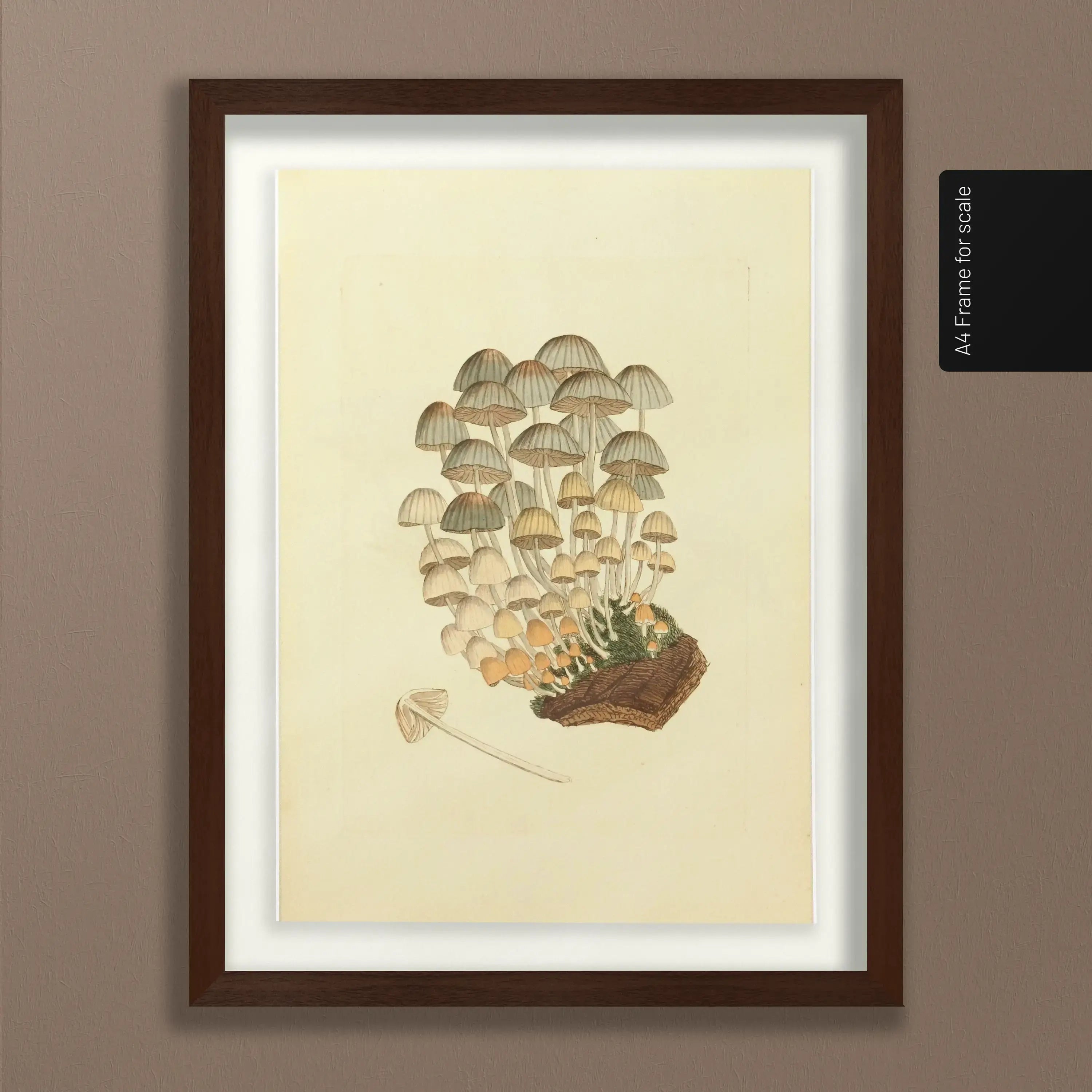 Fungi: Plate No. 03