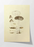 Fungi: Plate No. 04