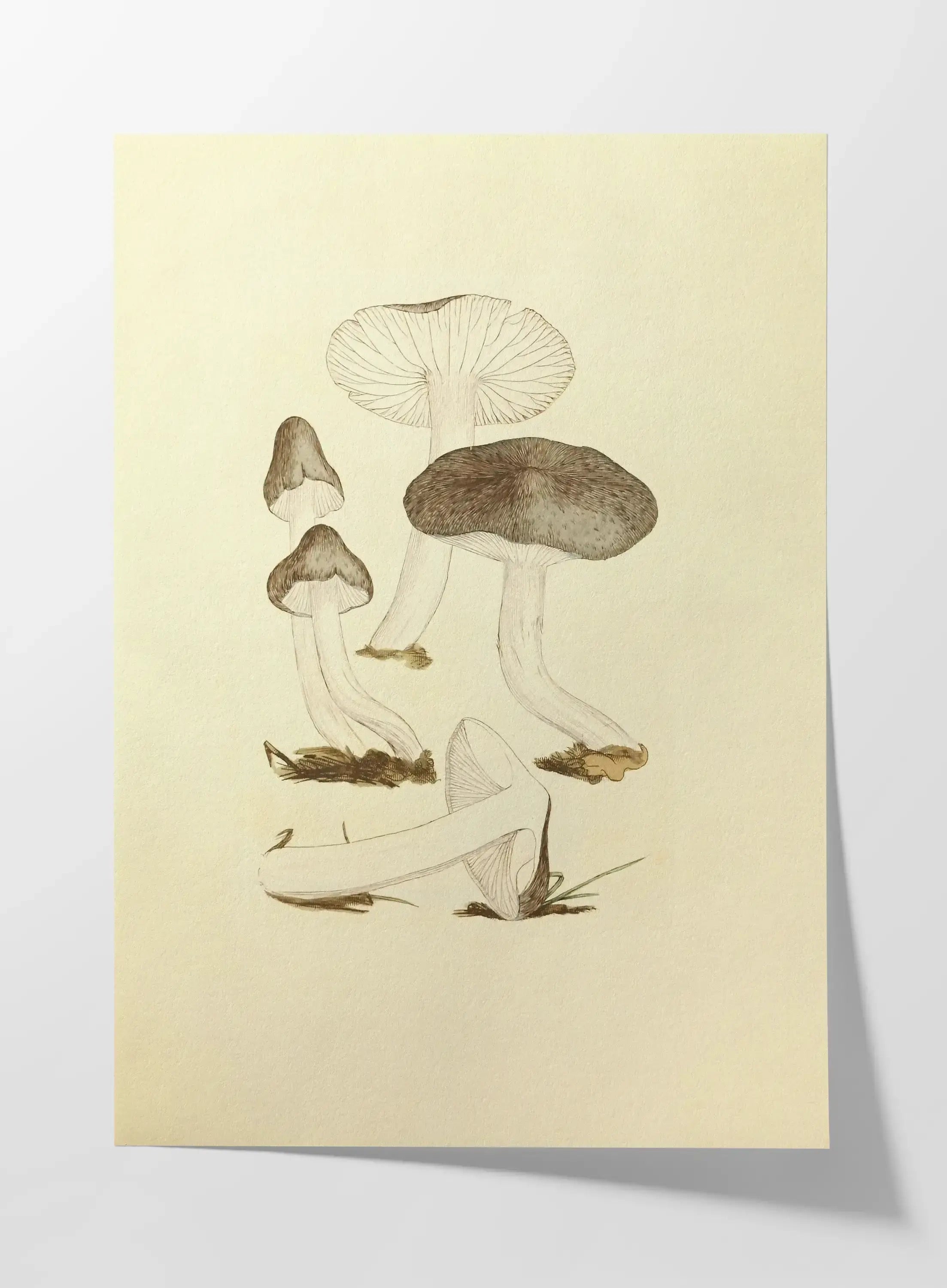 Fungi: Plate No. 04