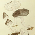 Fungi: Plate No. 04