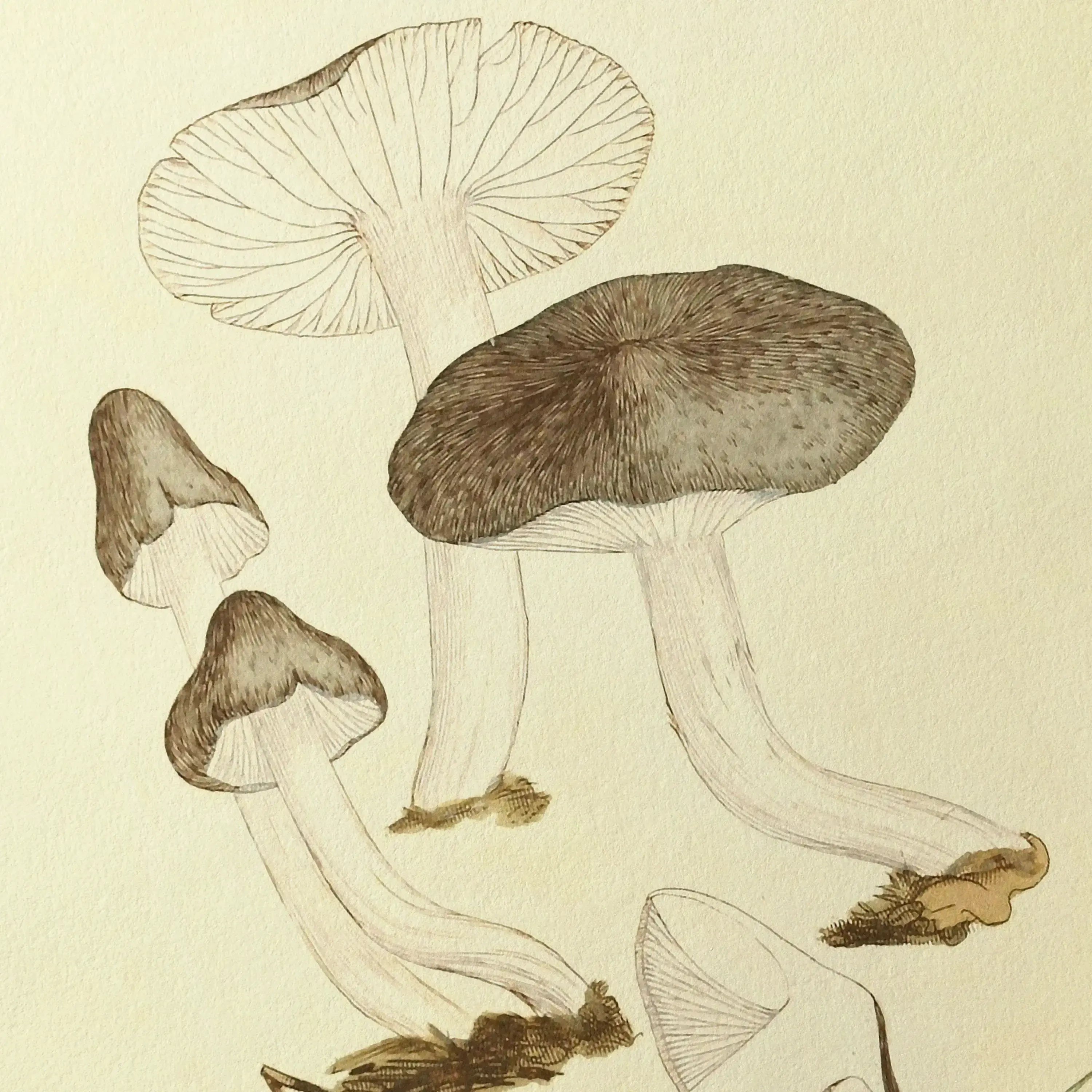 Fungi: Plate No. 04
