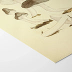 Fungi: Plate No. 04