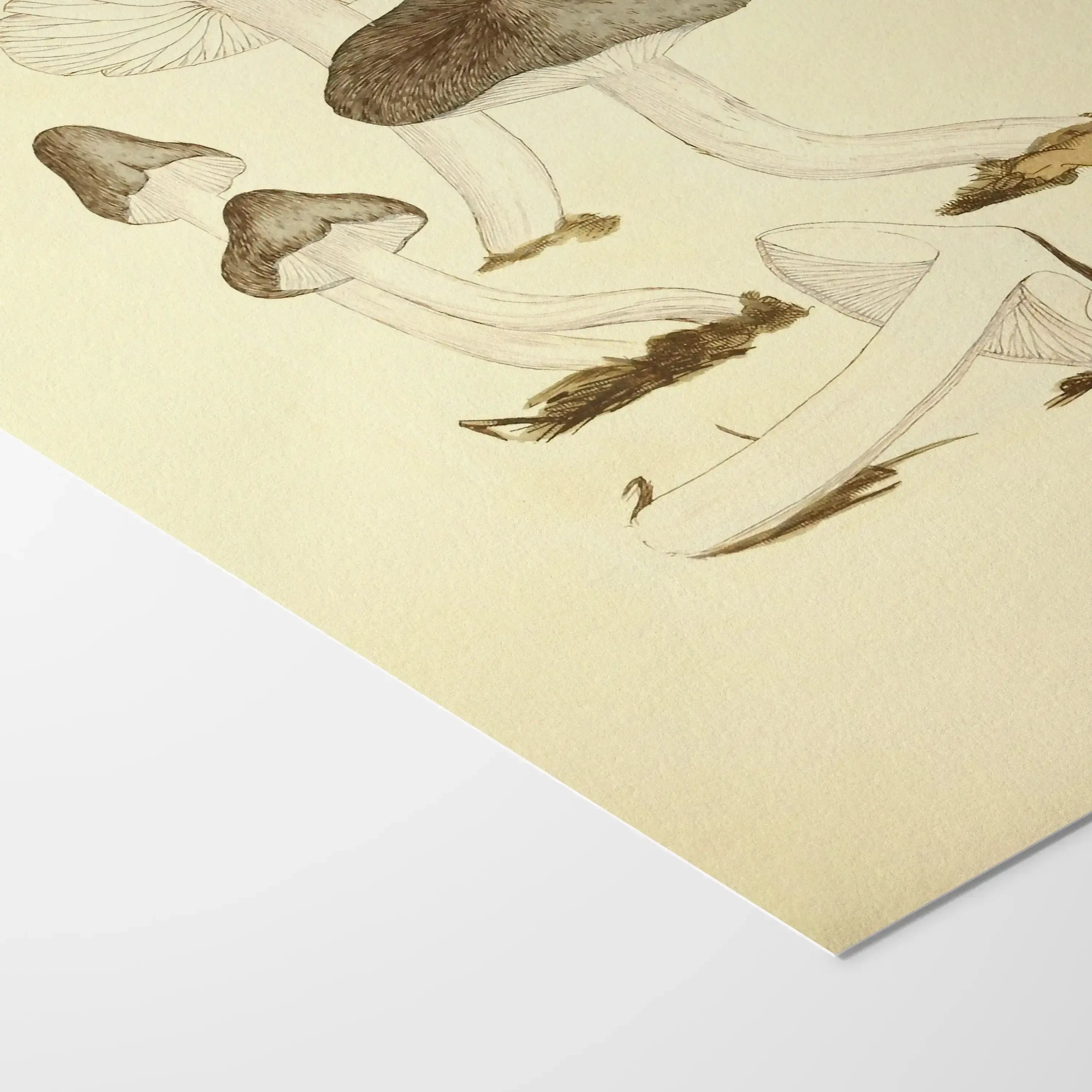 Fungi: Plate No. 04