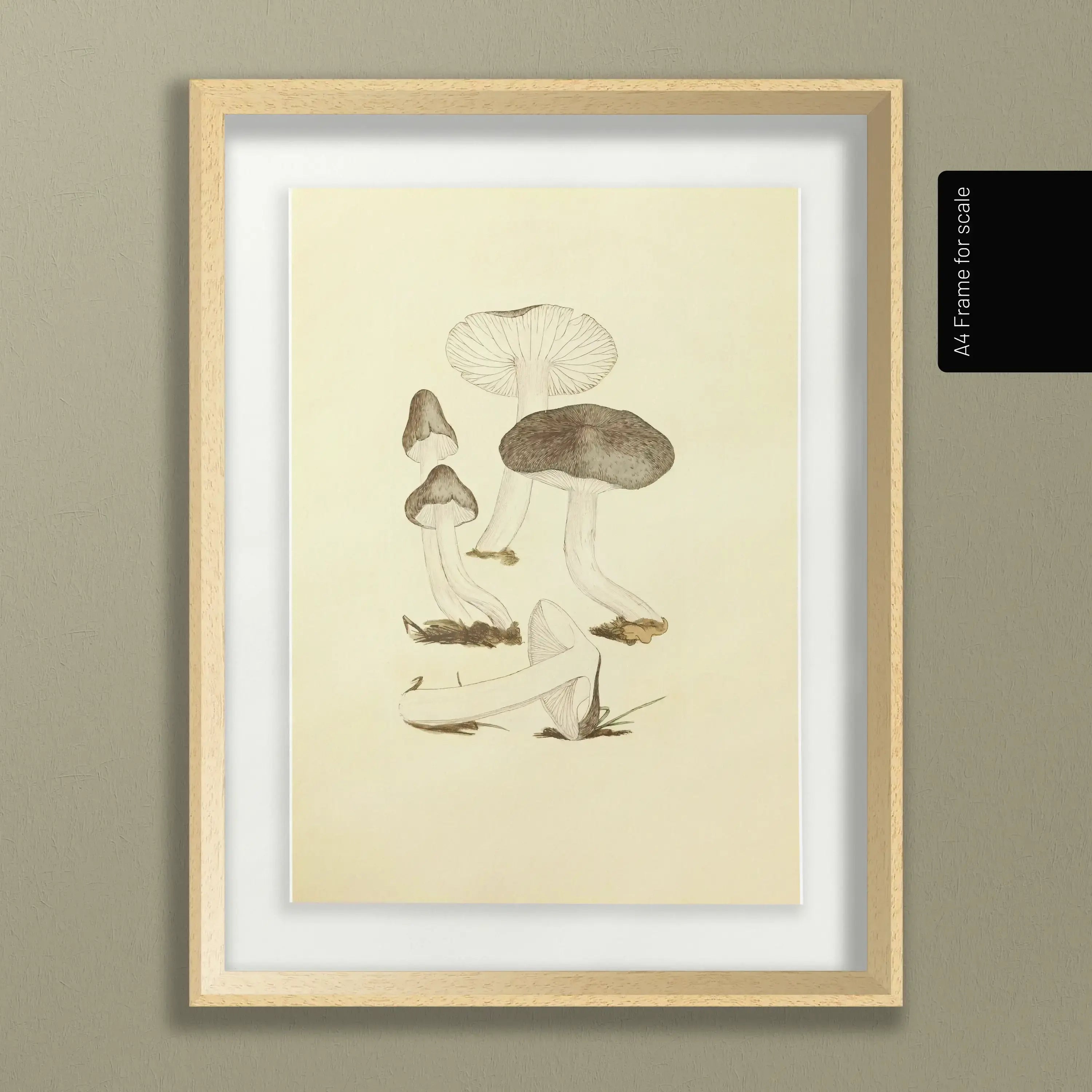Fungi: Plate No. 04