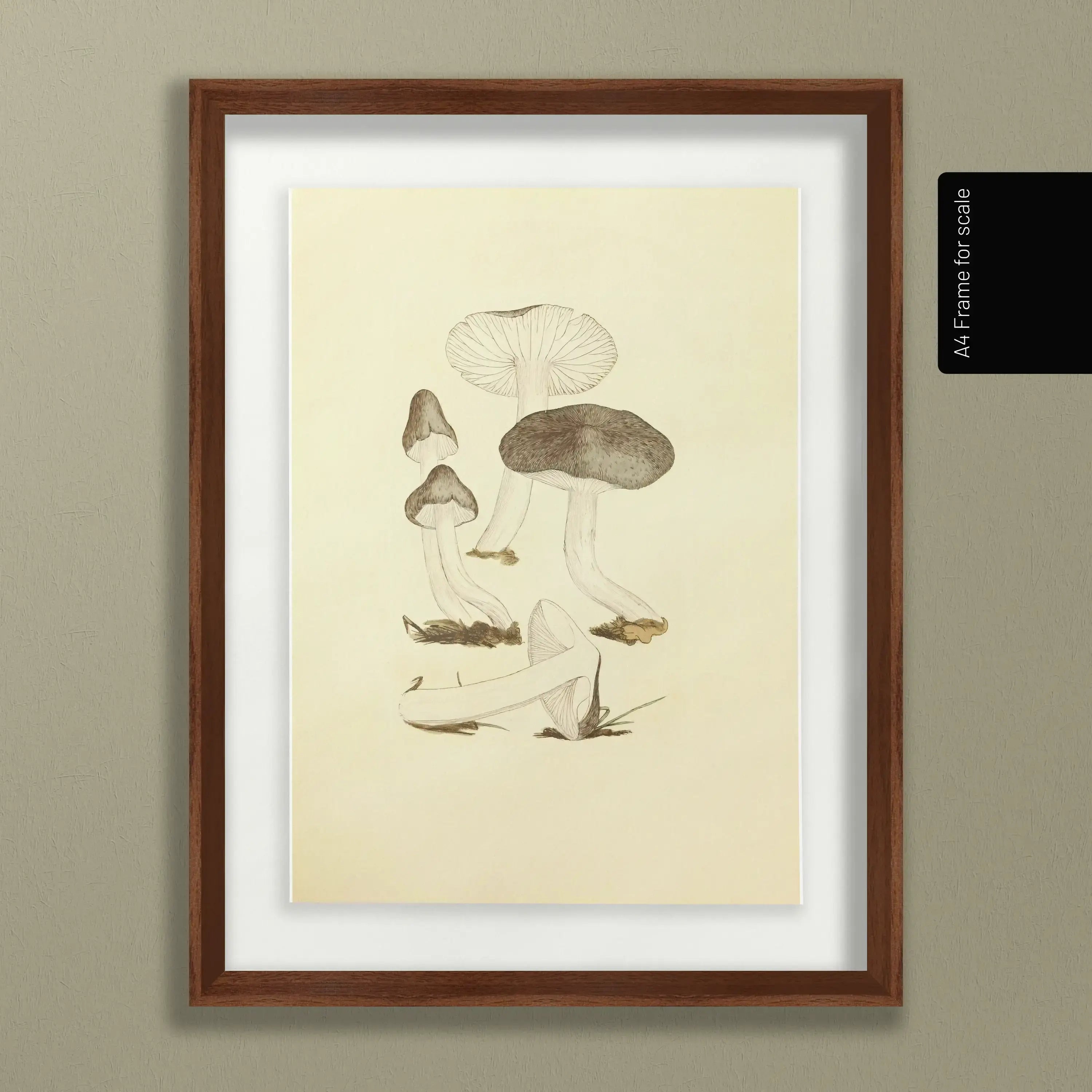 Fungi: Plate No. 04