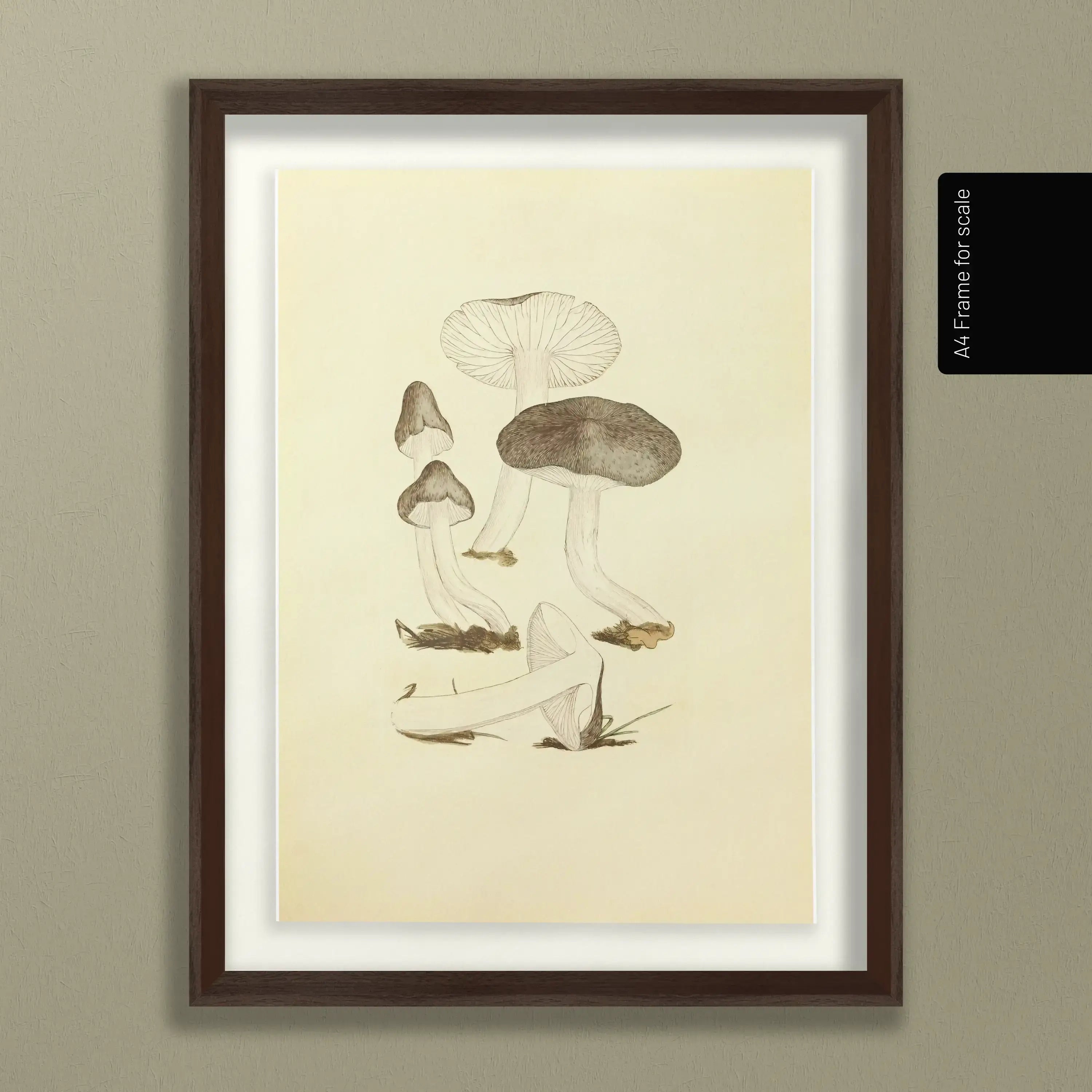 Fungi: Plate No. 04