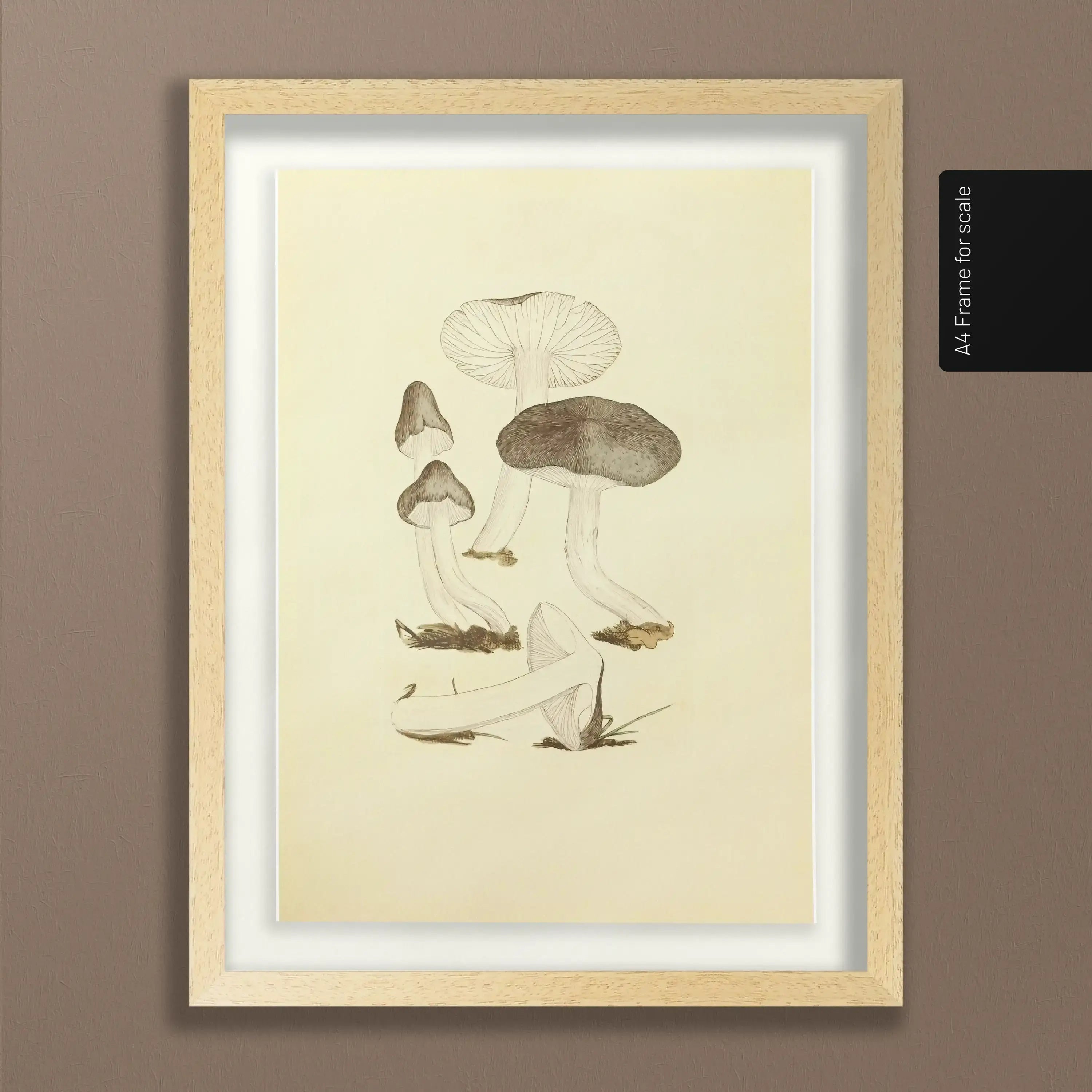 Fungi: Plate No. 04