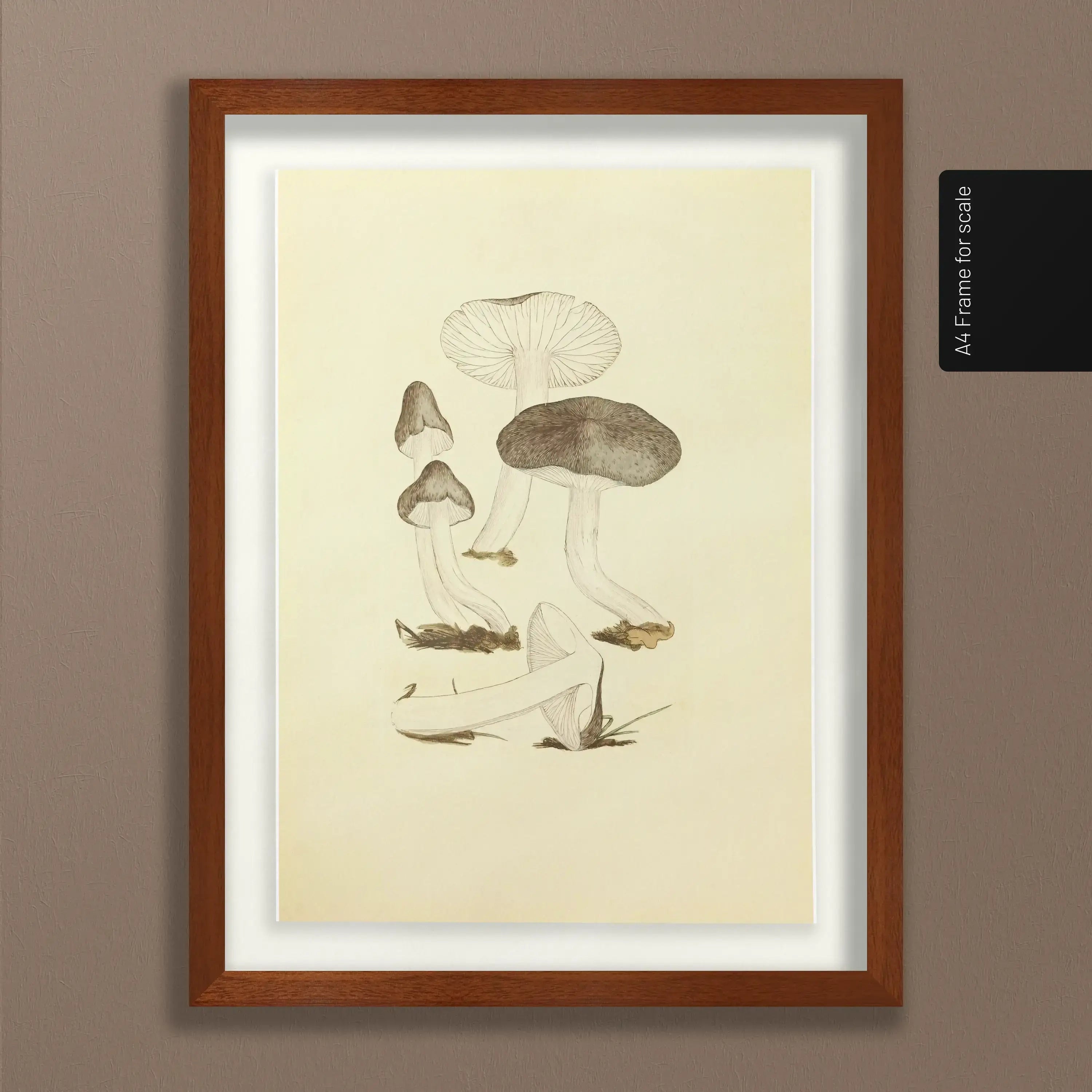 Fungi: Plate No. 04