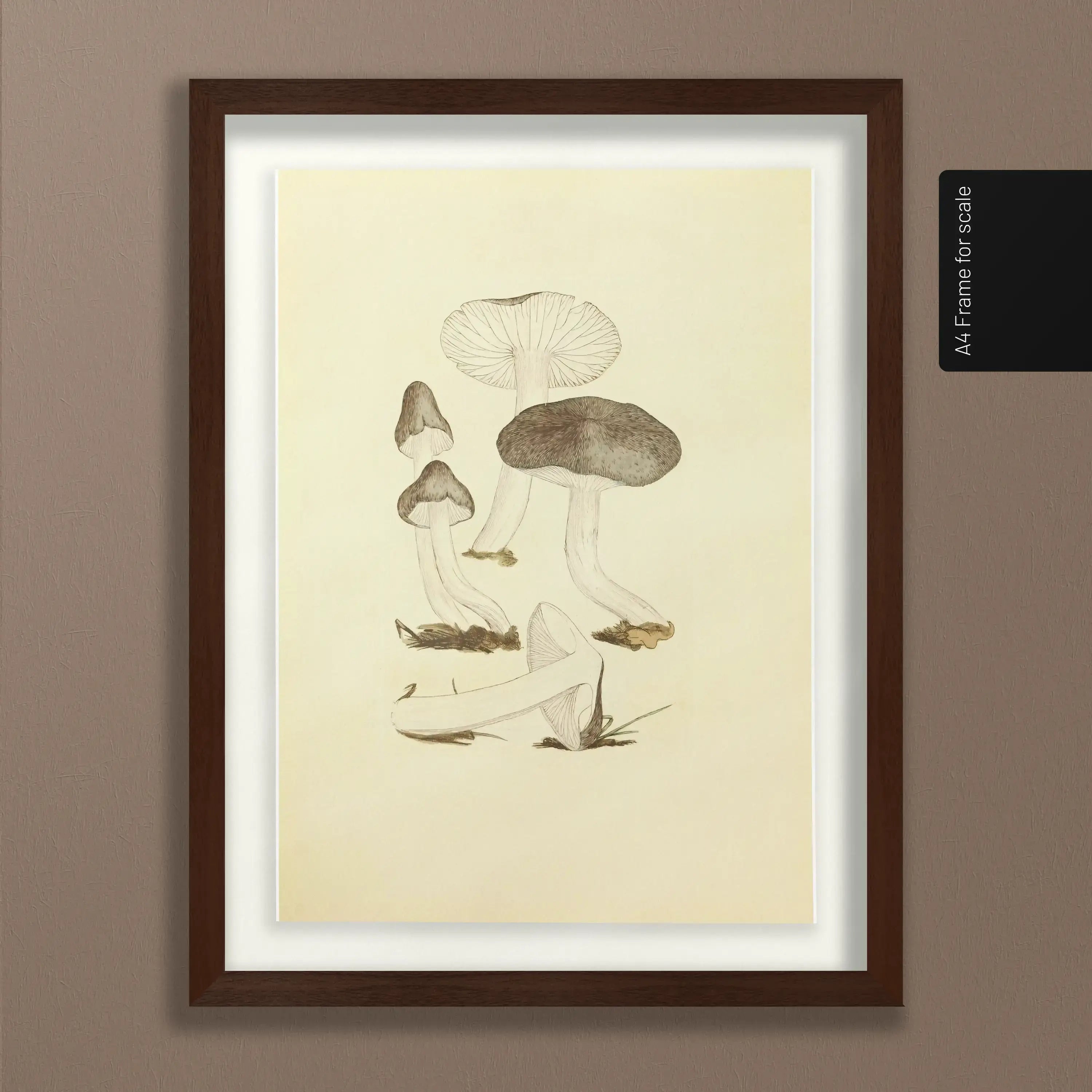 Fungi: Plate No. 04