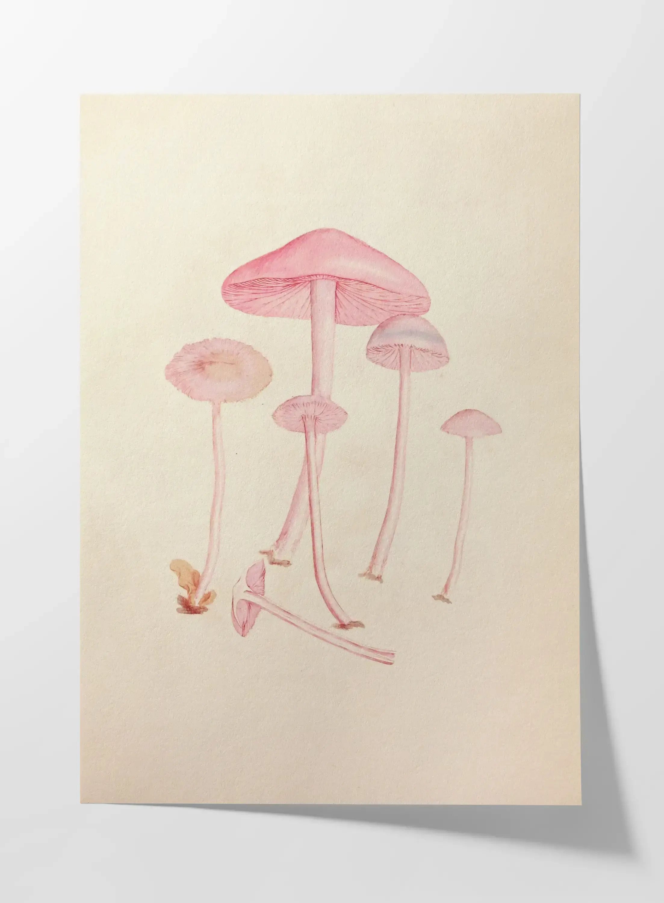Fungi: Plate No. 05