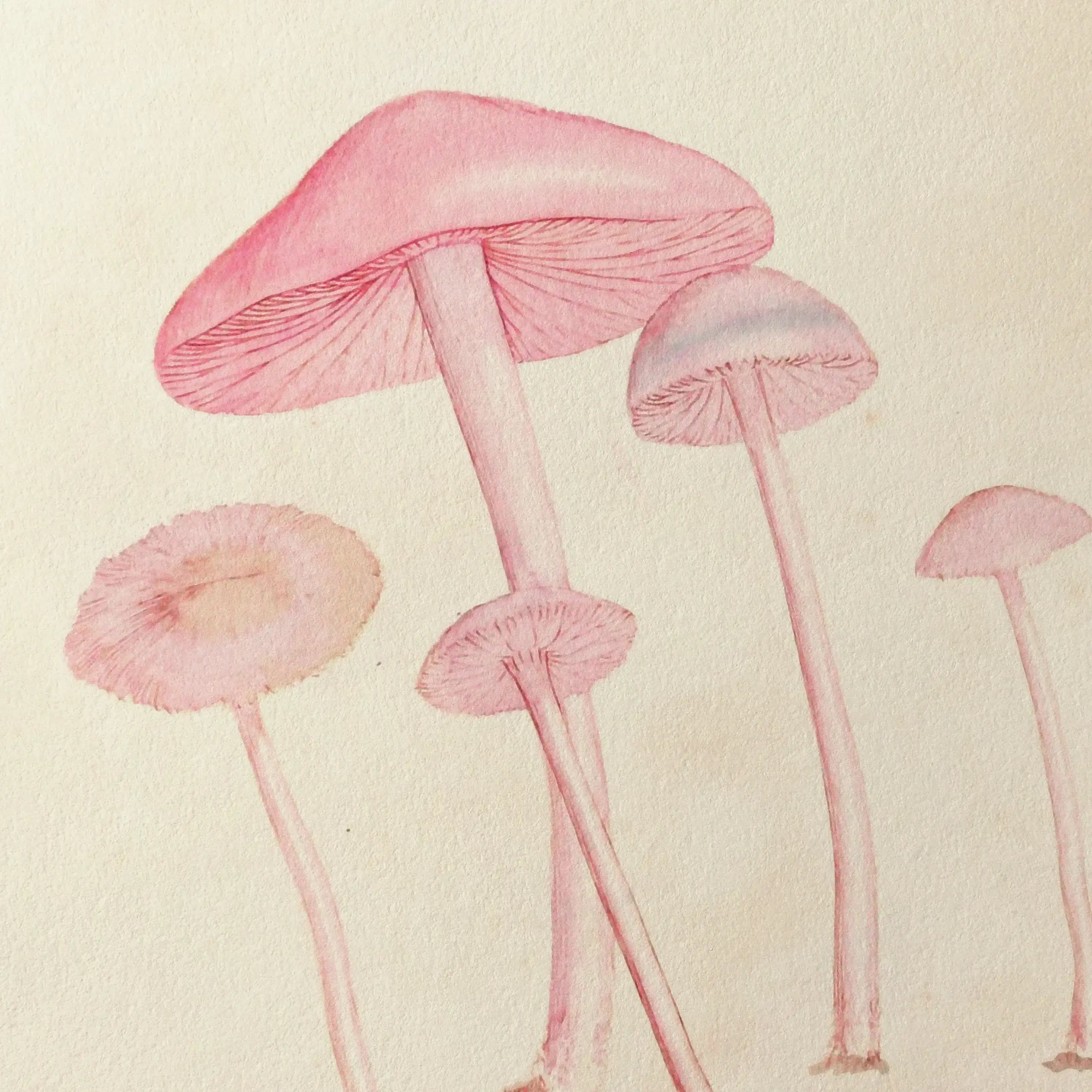 Fungi: Plate No. 05
