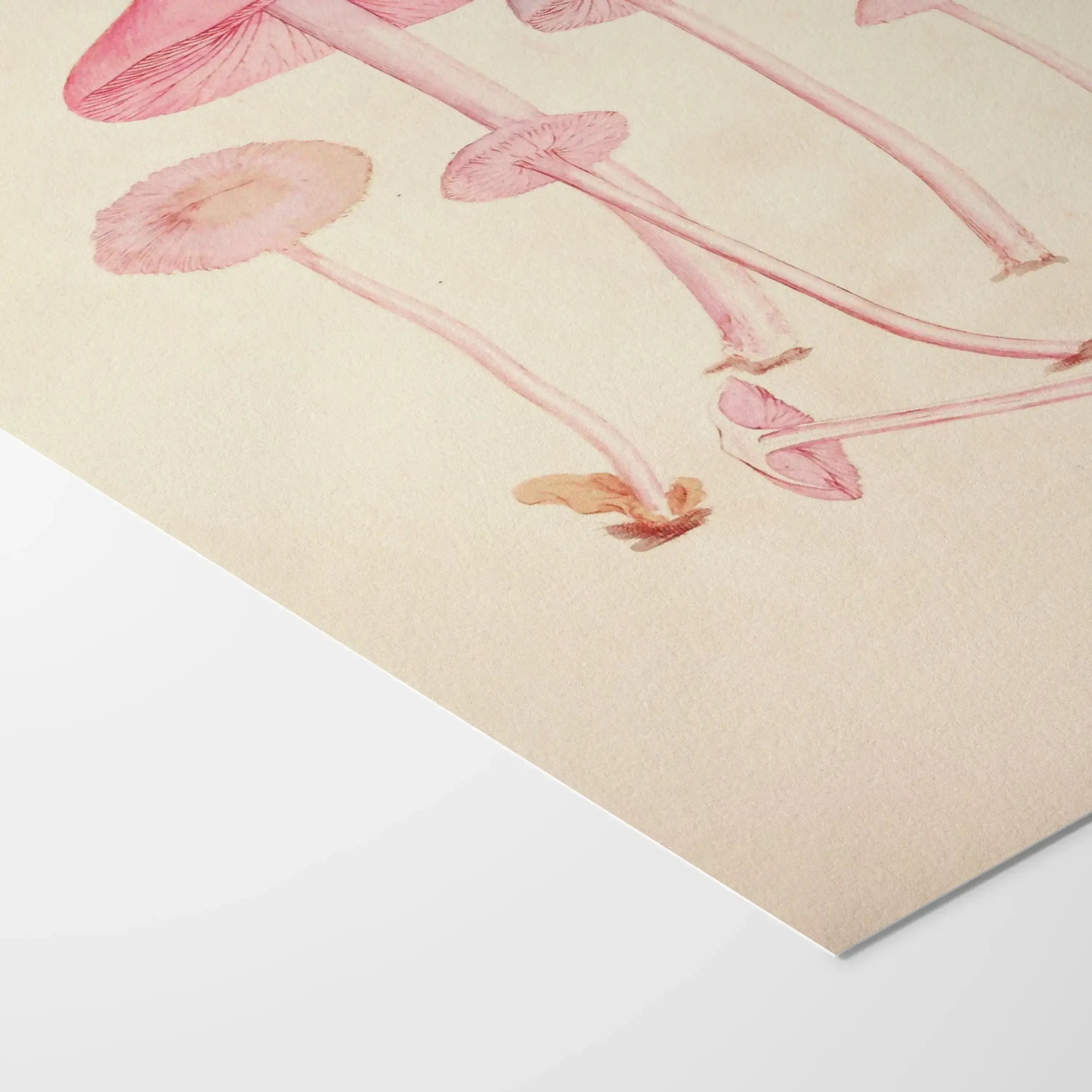Fungi: Plate No. 05