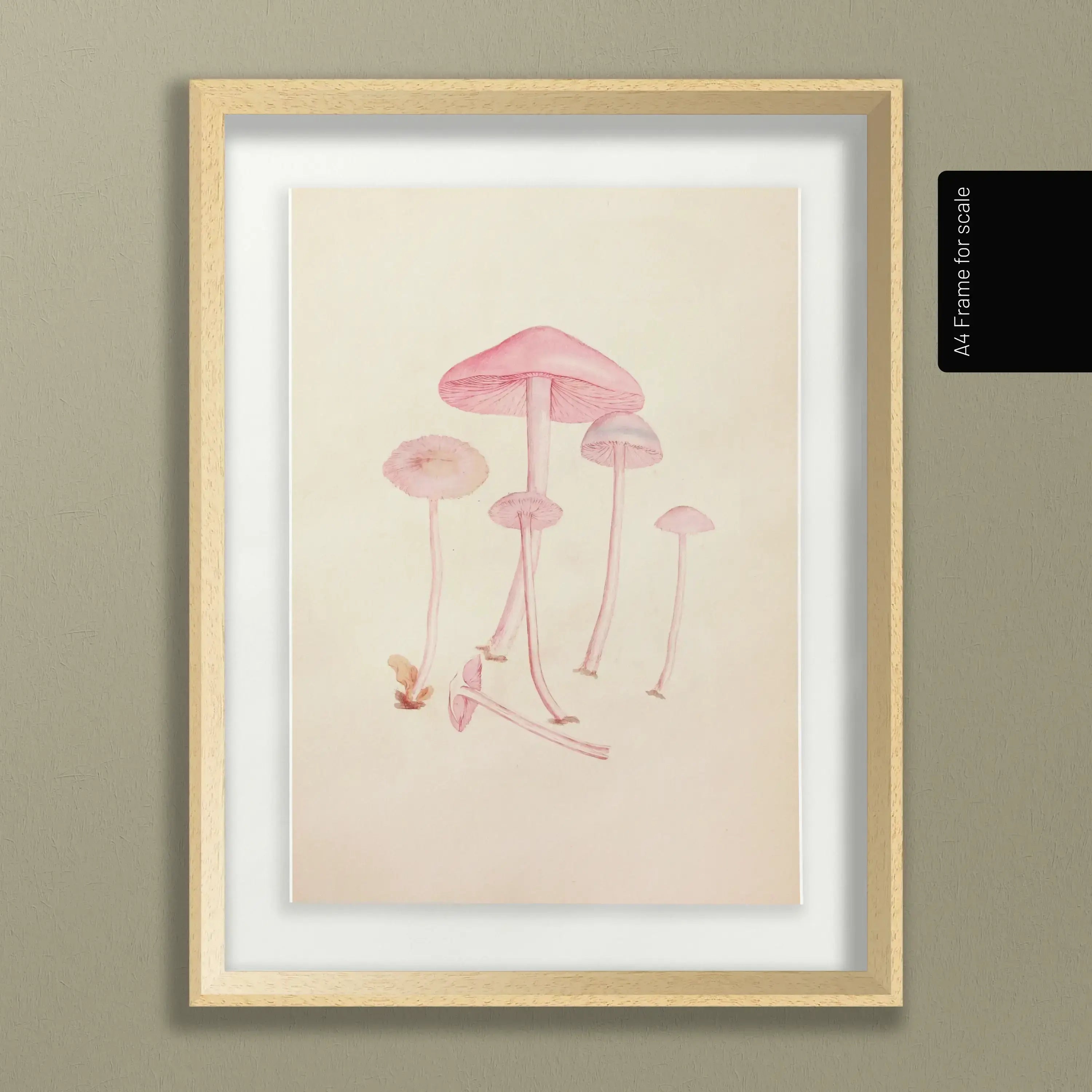 Fungi: Plate No. 05
