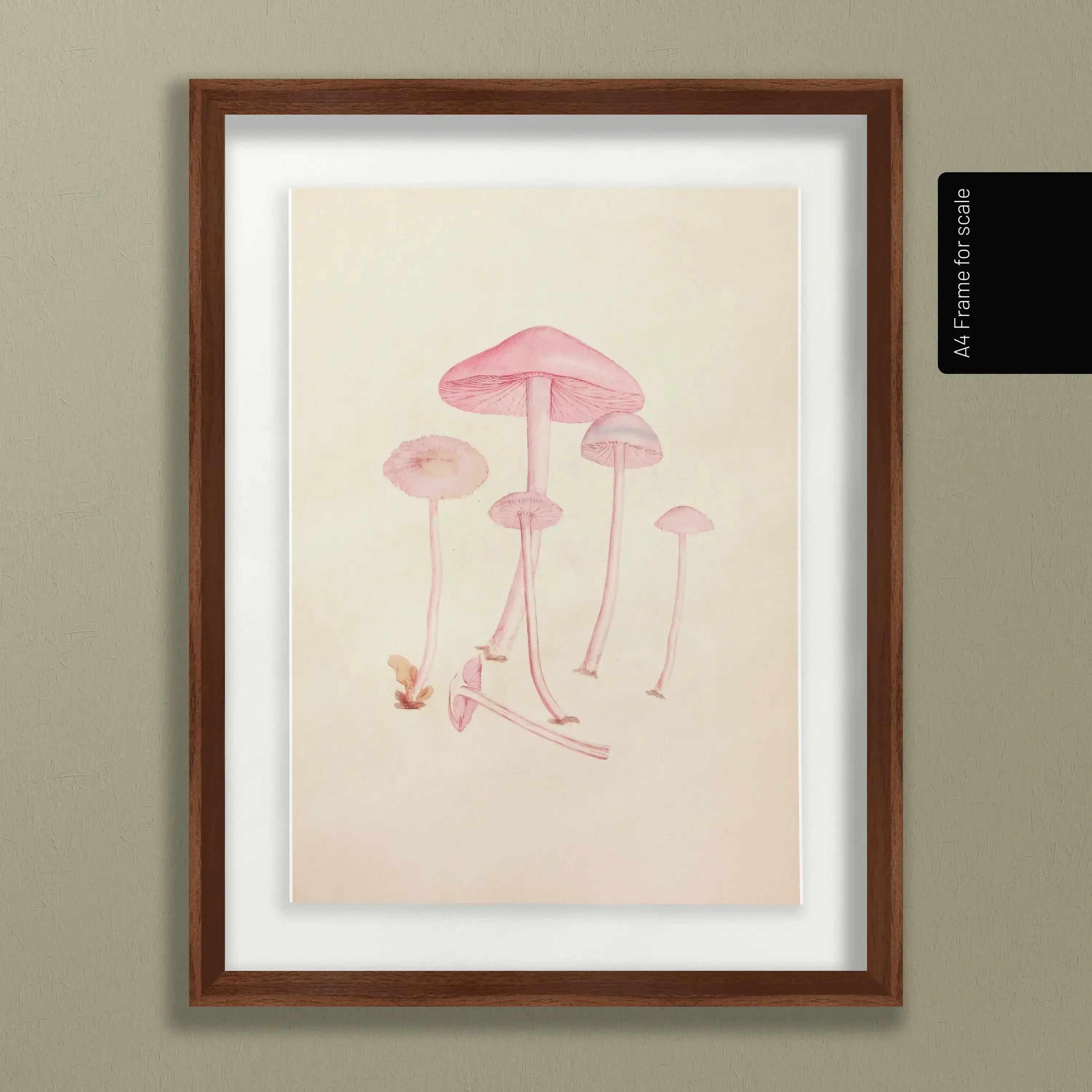 Fungi: Plate No. 05