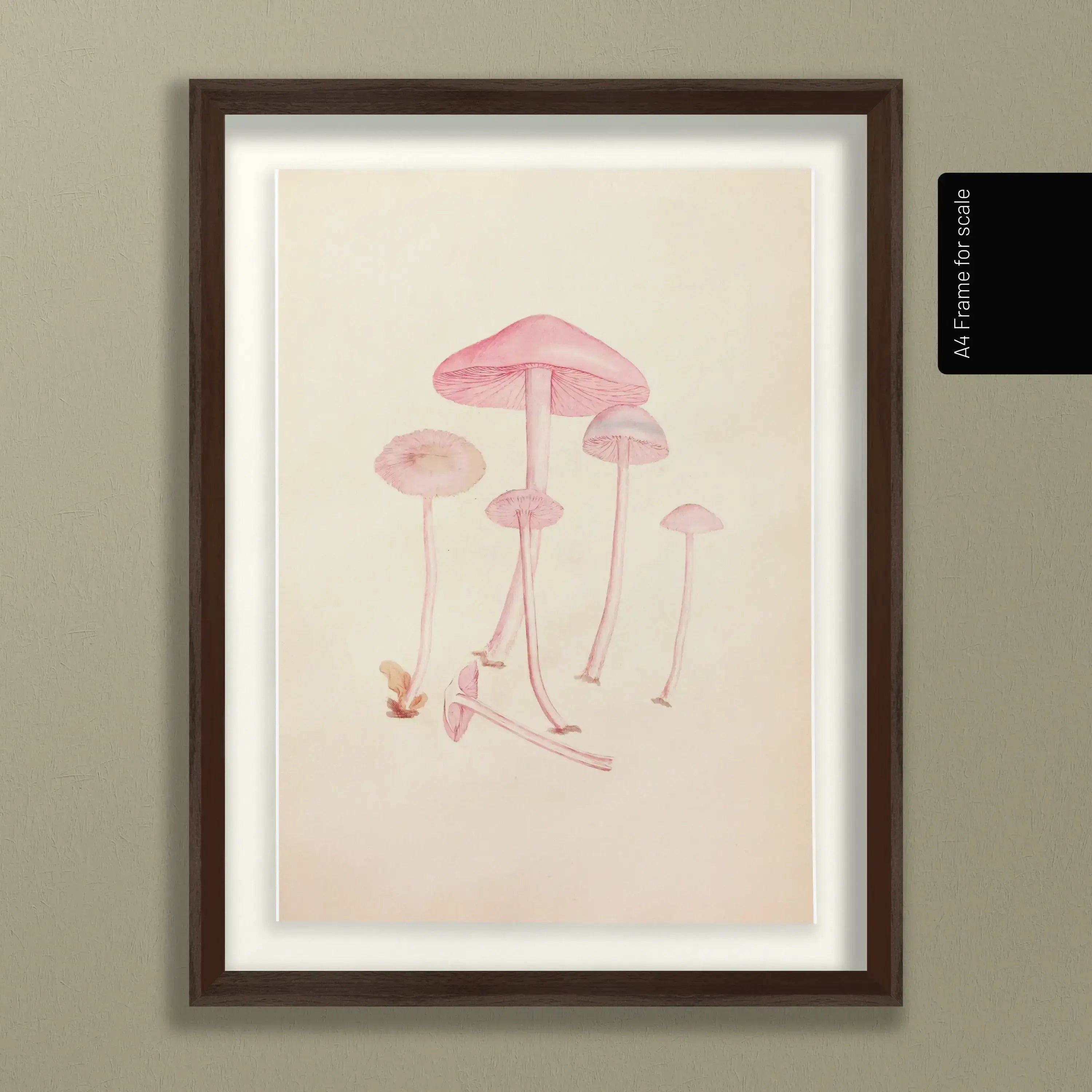 Fungi: Plate No. 05