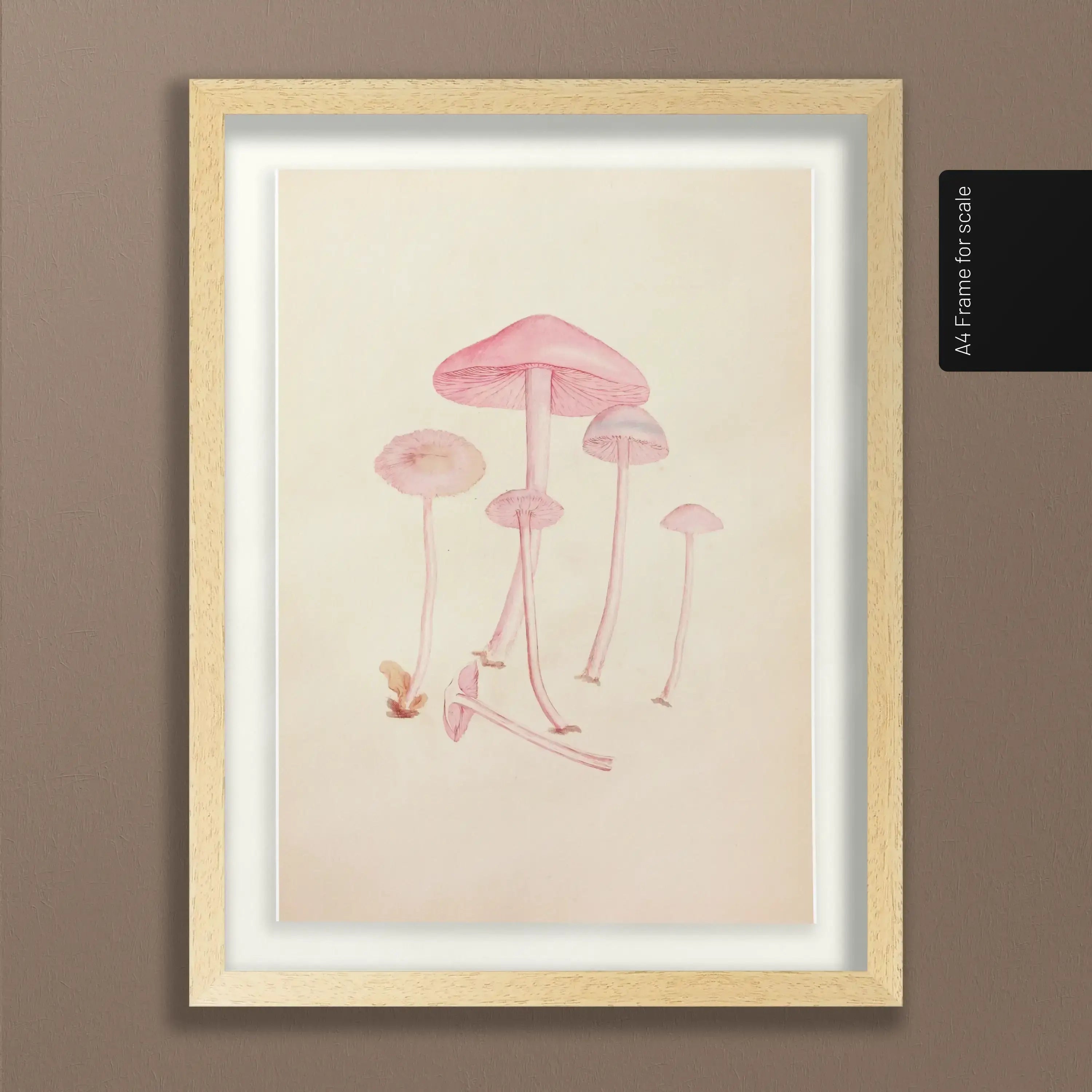 Fungi: Plate No. 05