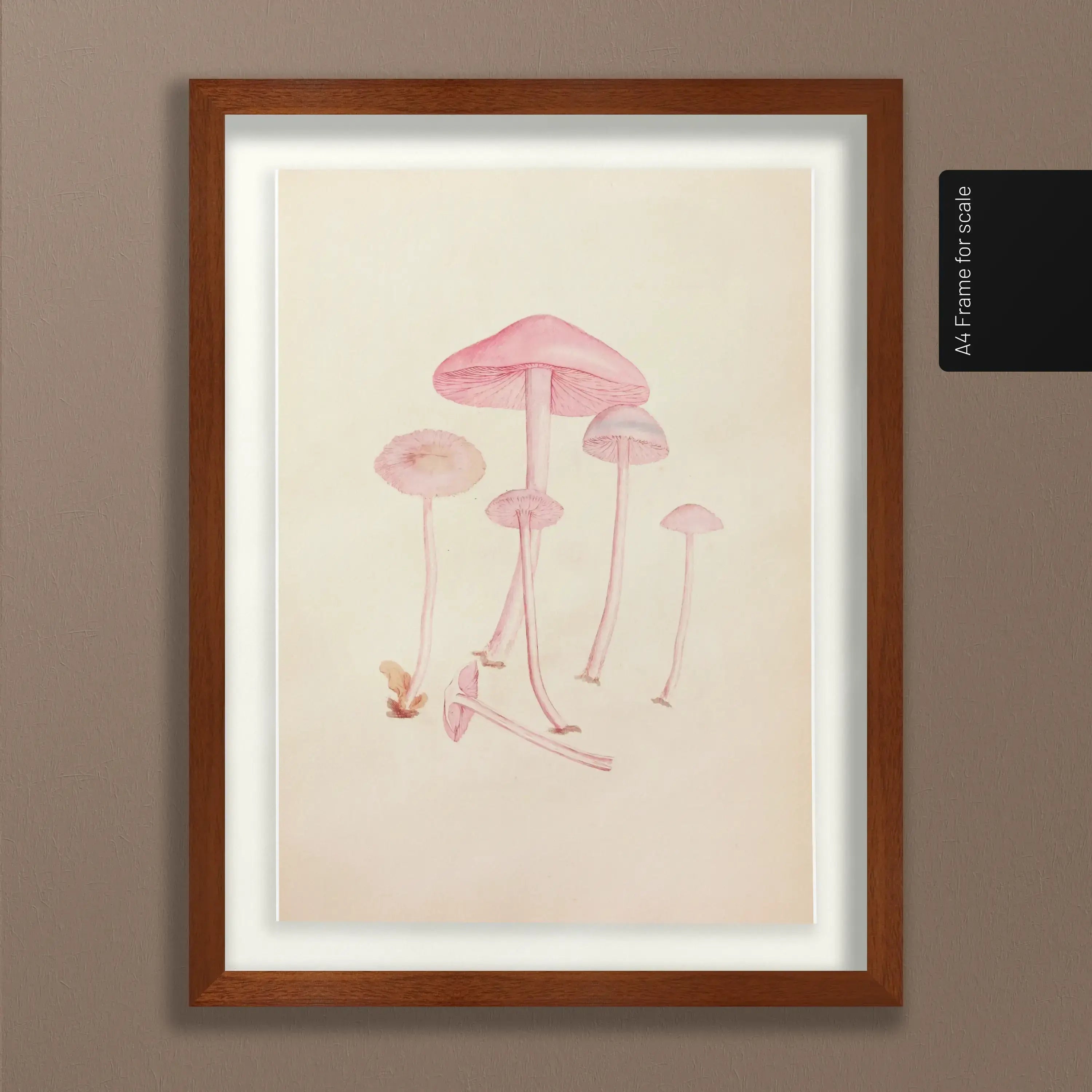 Fungi: Plate No. 05