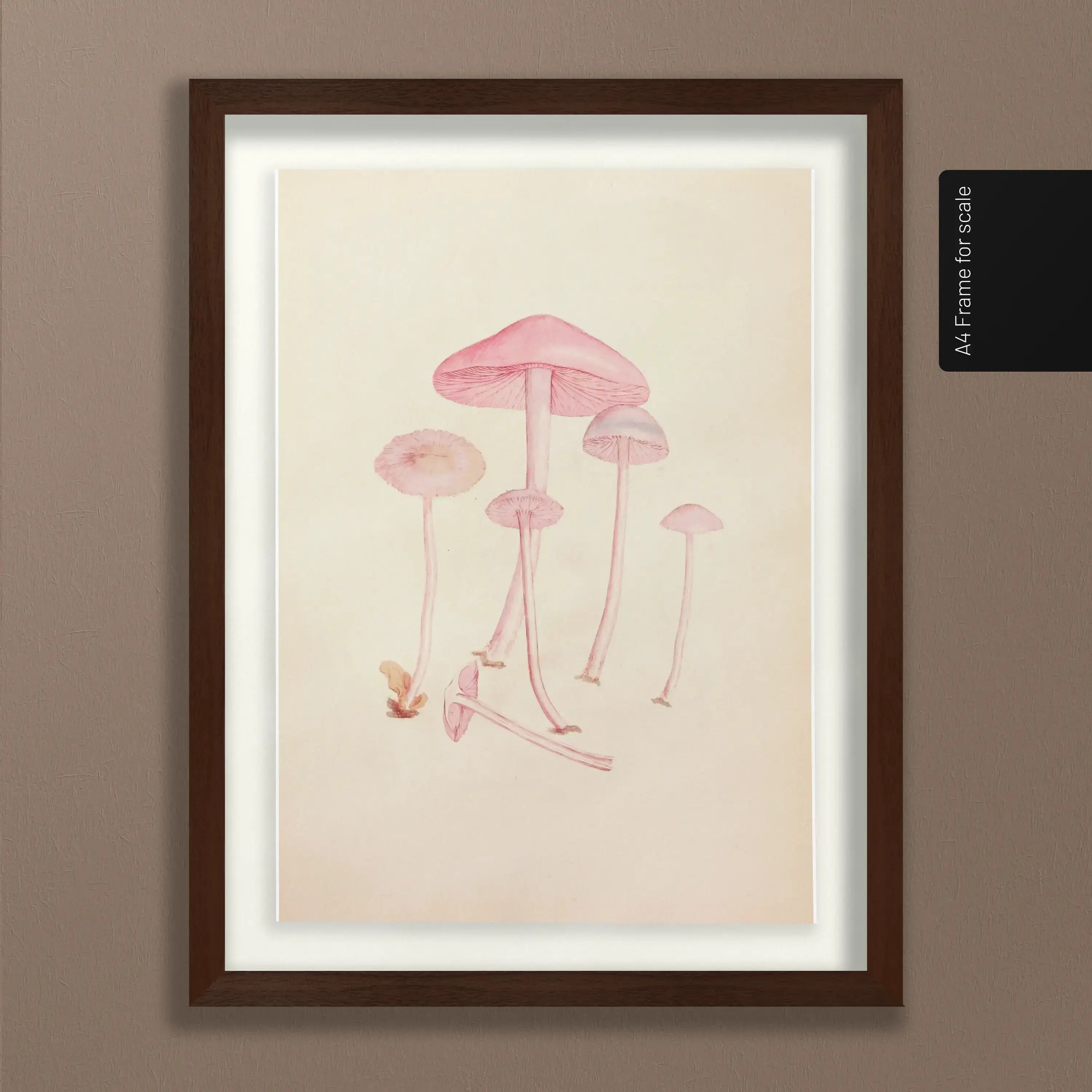 Fungi: Plate No. 05