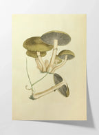 Fungi: Plate No. 06