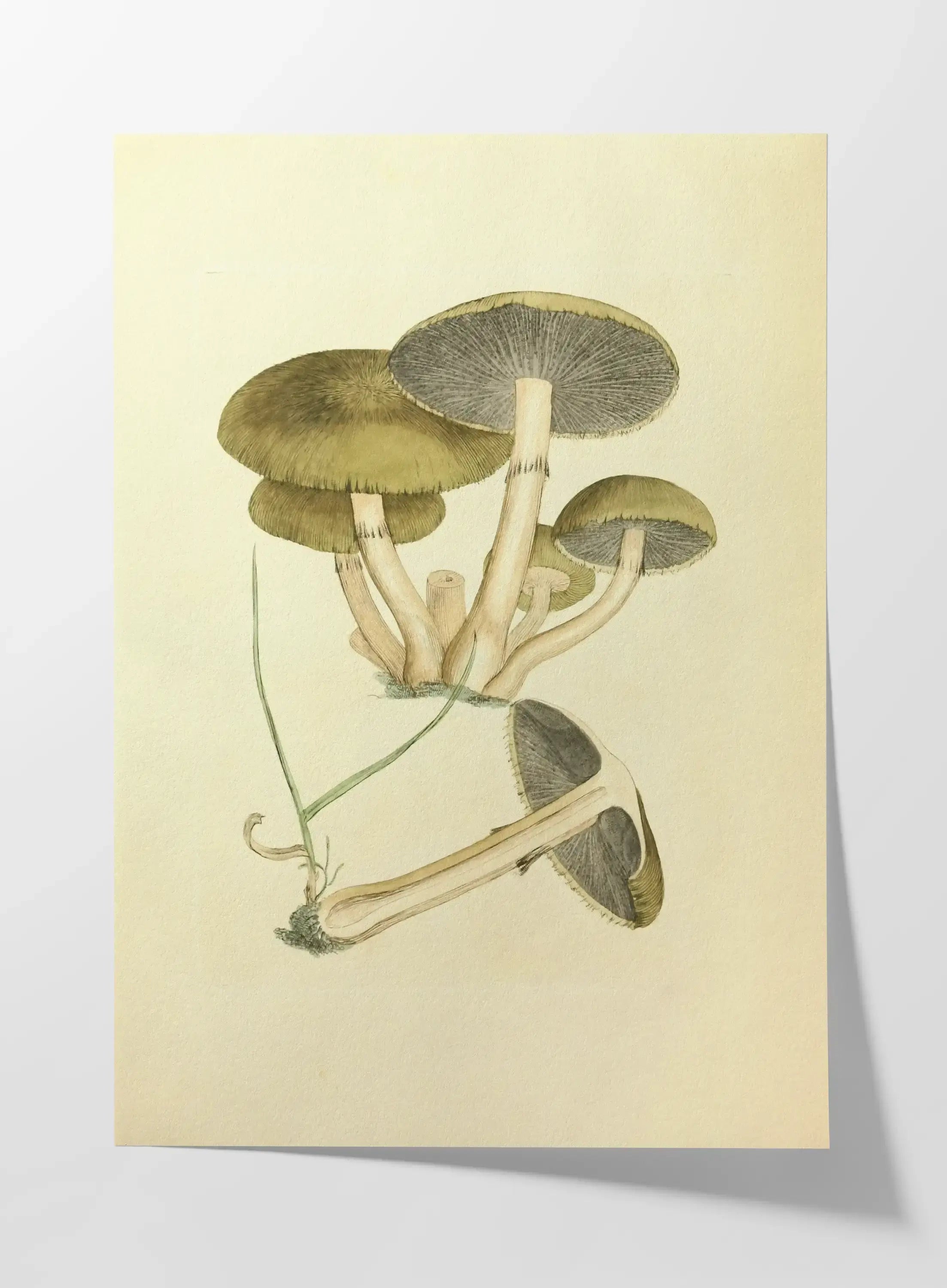 Fungi: Plate No. 06
