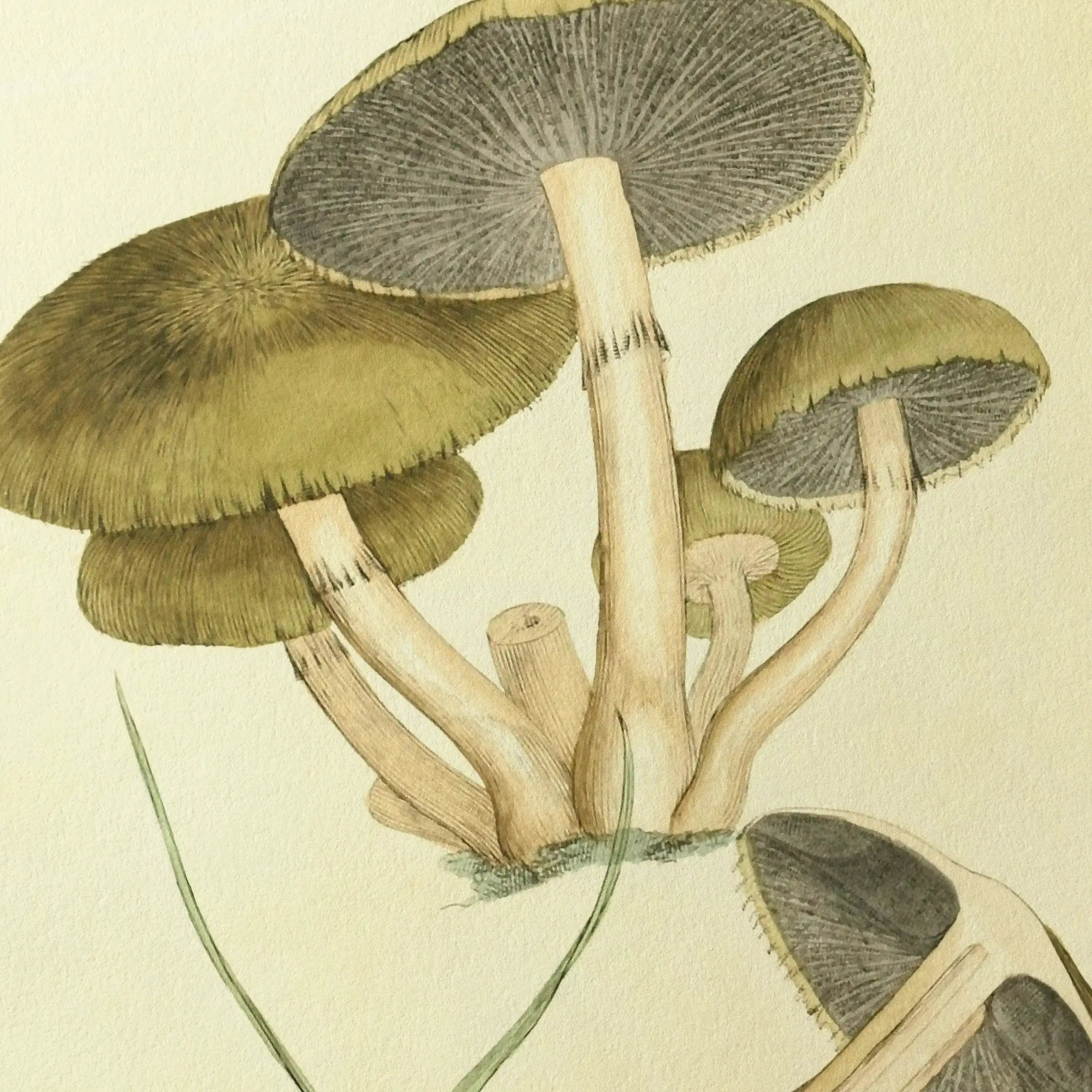 Fungi: Plate No. 06