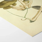 Fungi: Plate No. 06