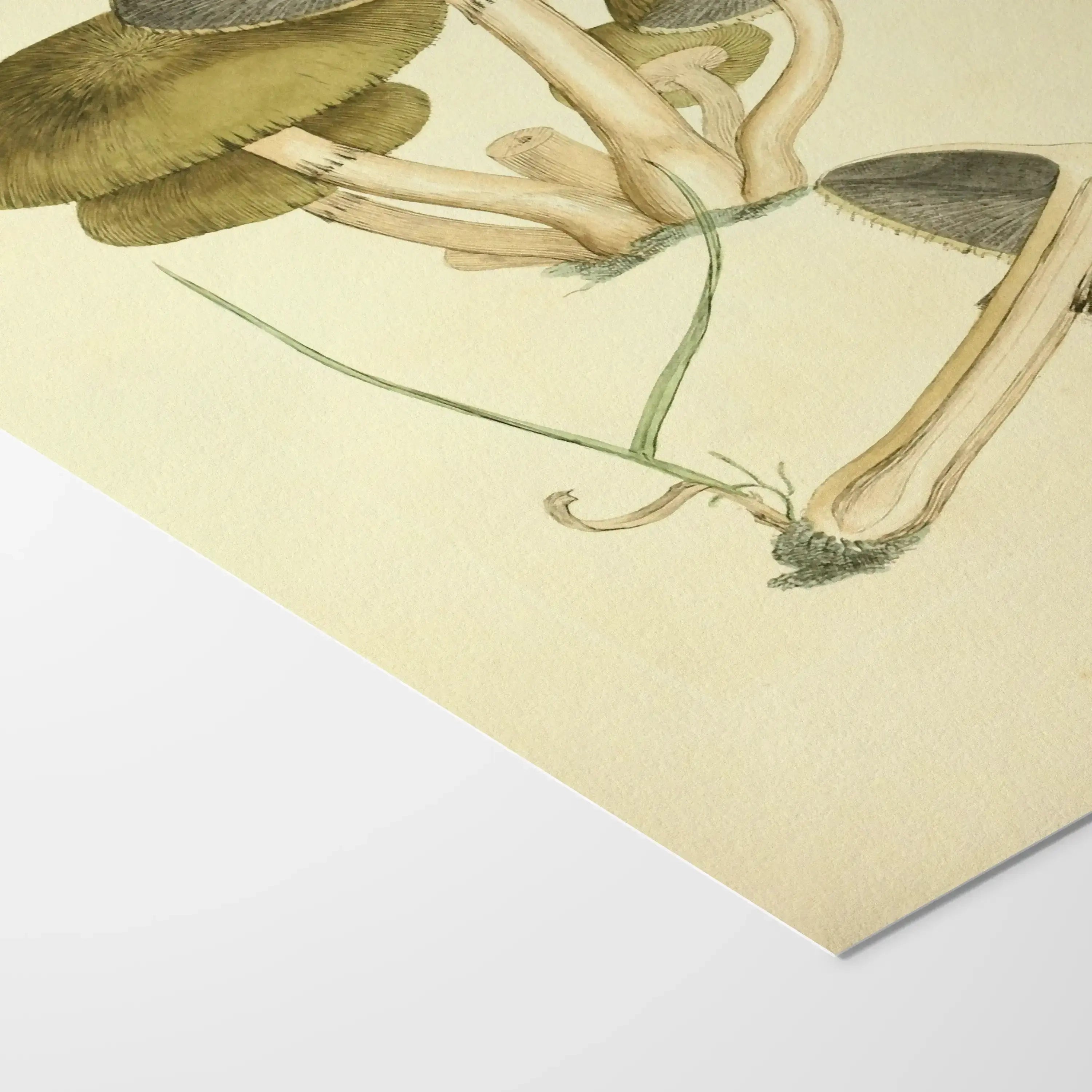 Fungi: Plate No. 06