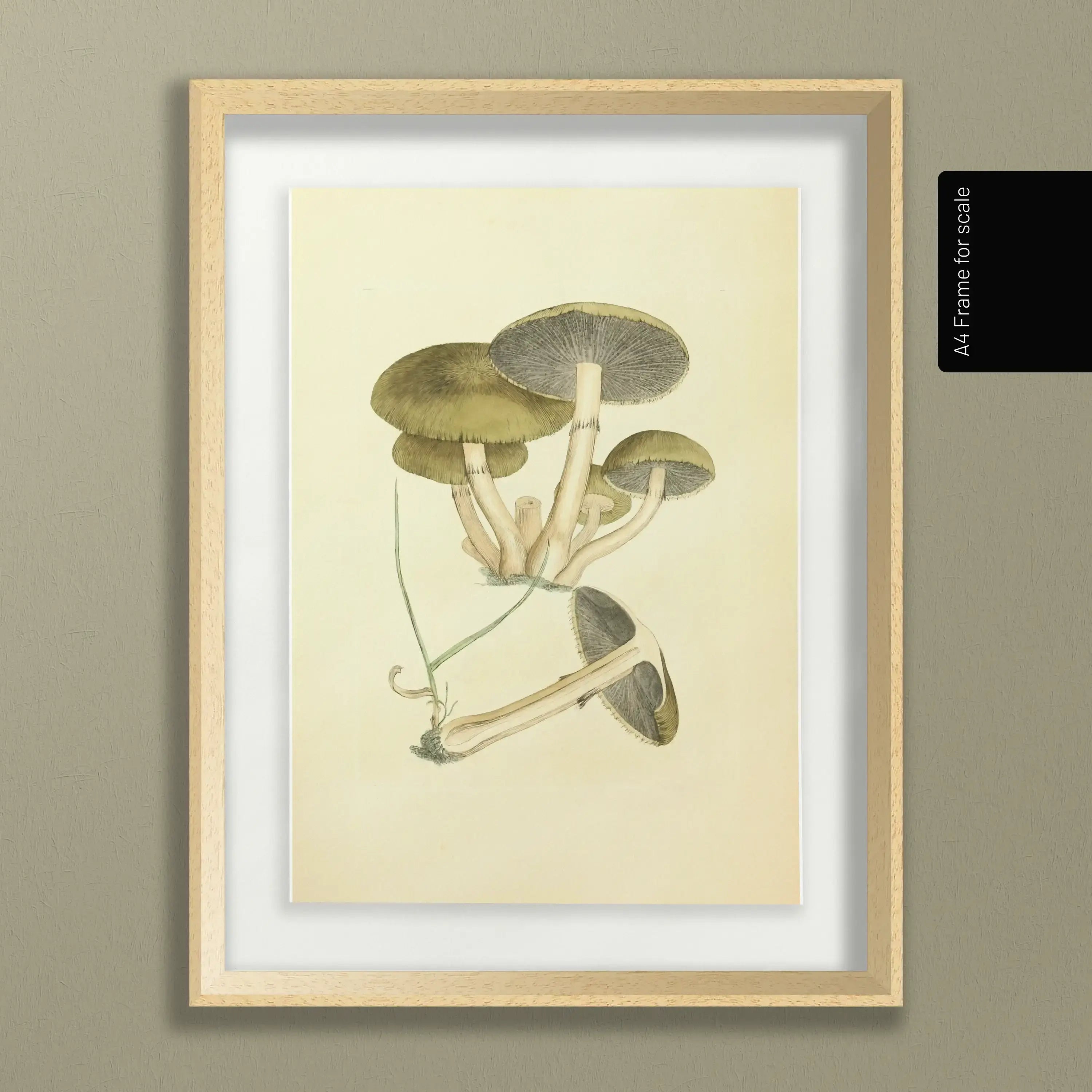 Fungi: Plate No. 06