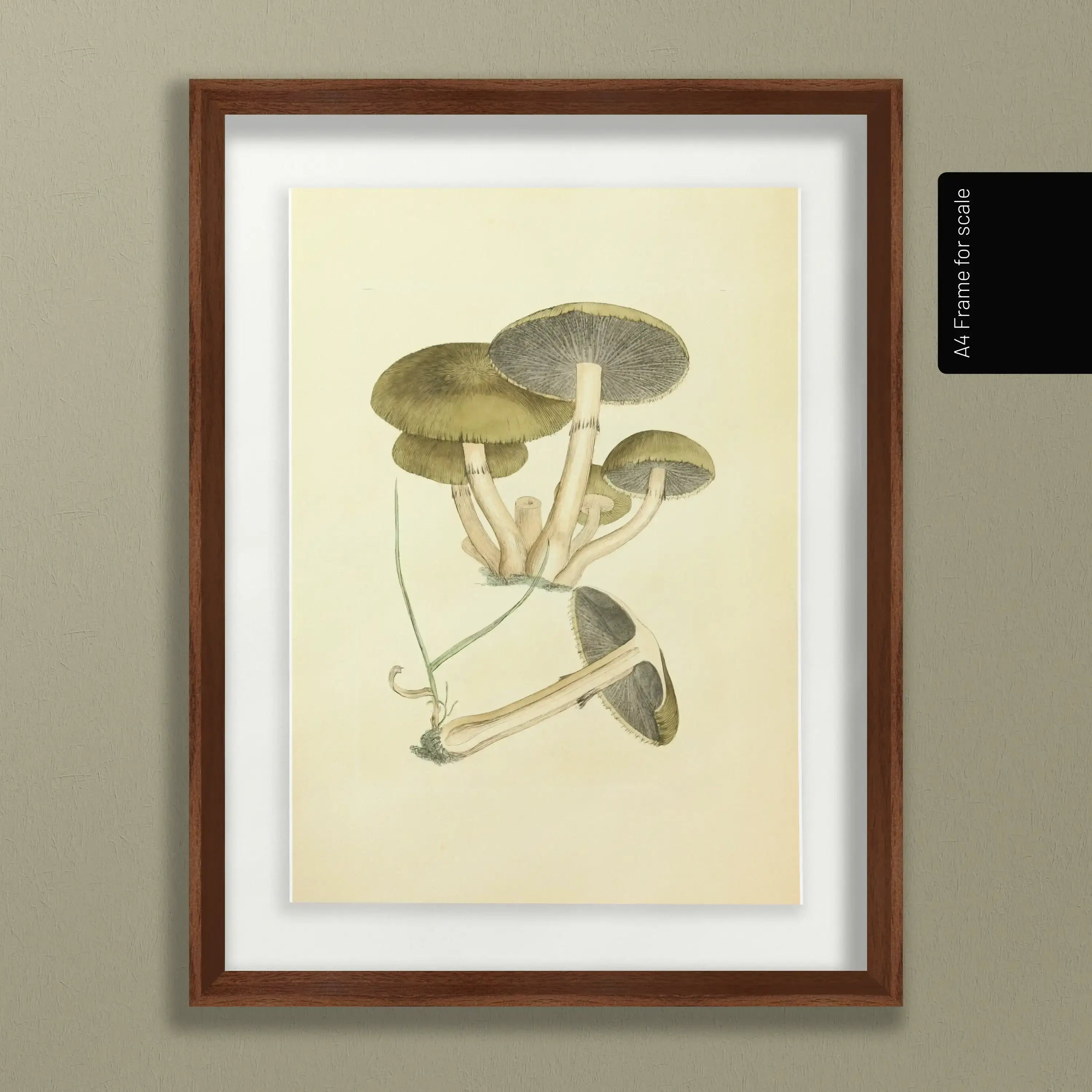 Fungi: Plate No. 06