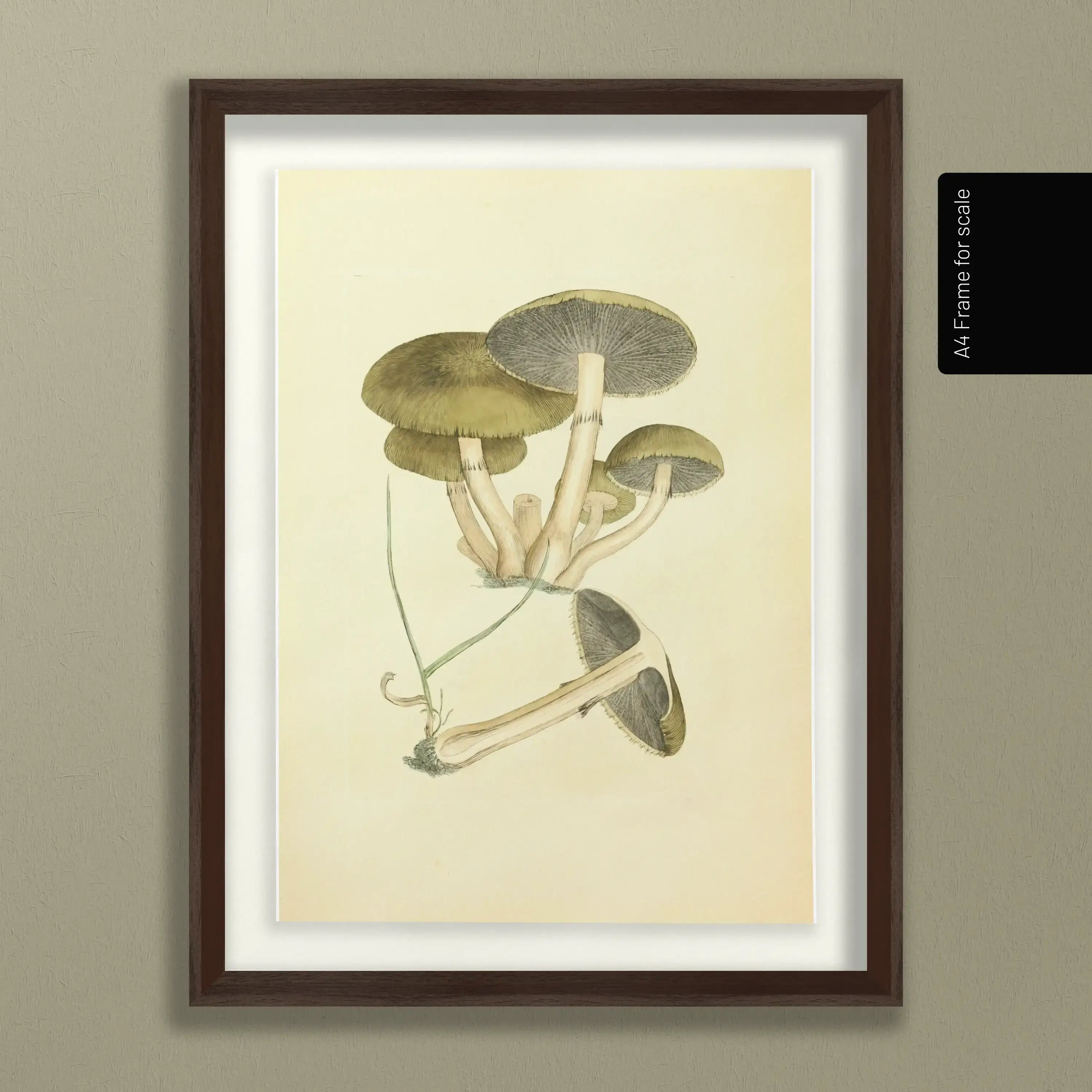Fungi: Plate No. 06