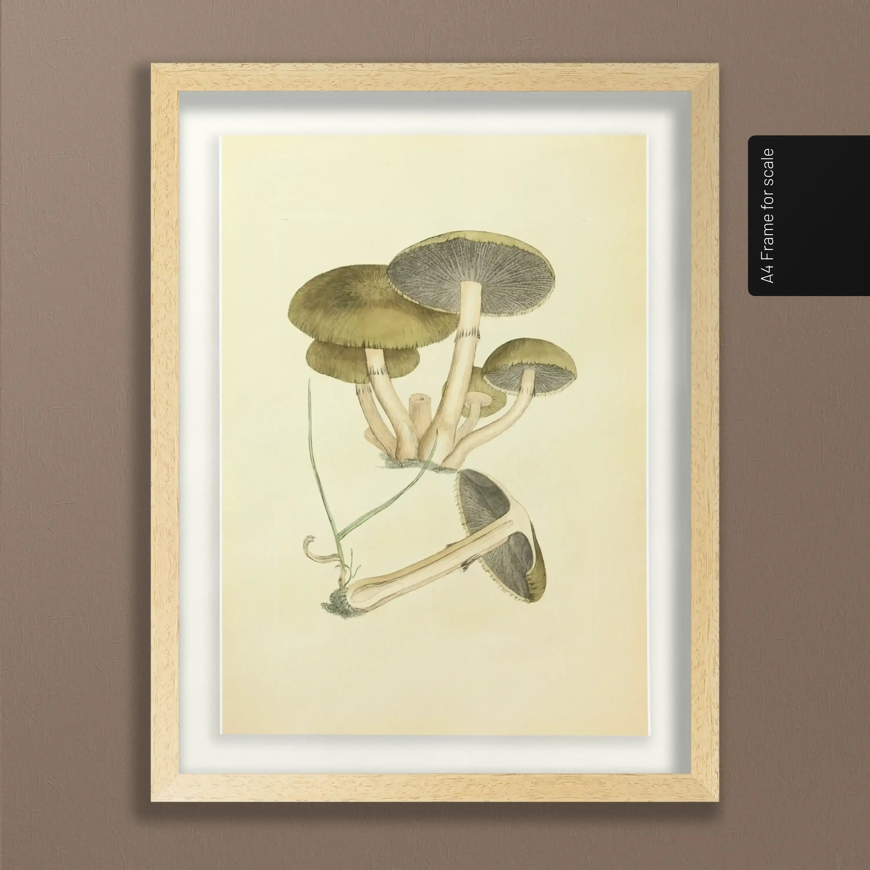 Fungi: Plate No. 06