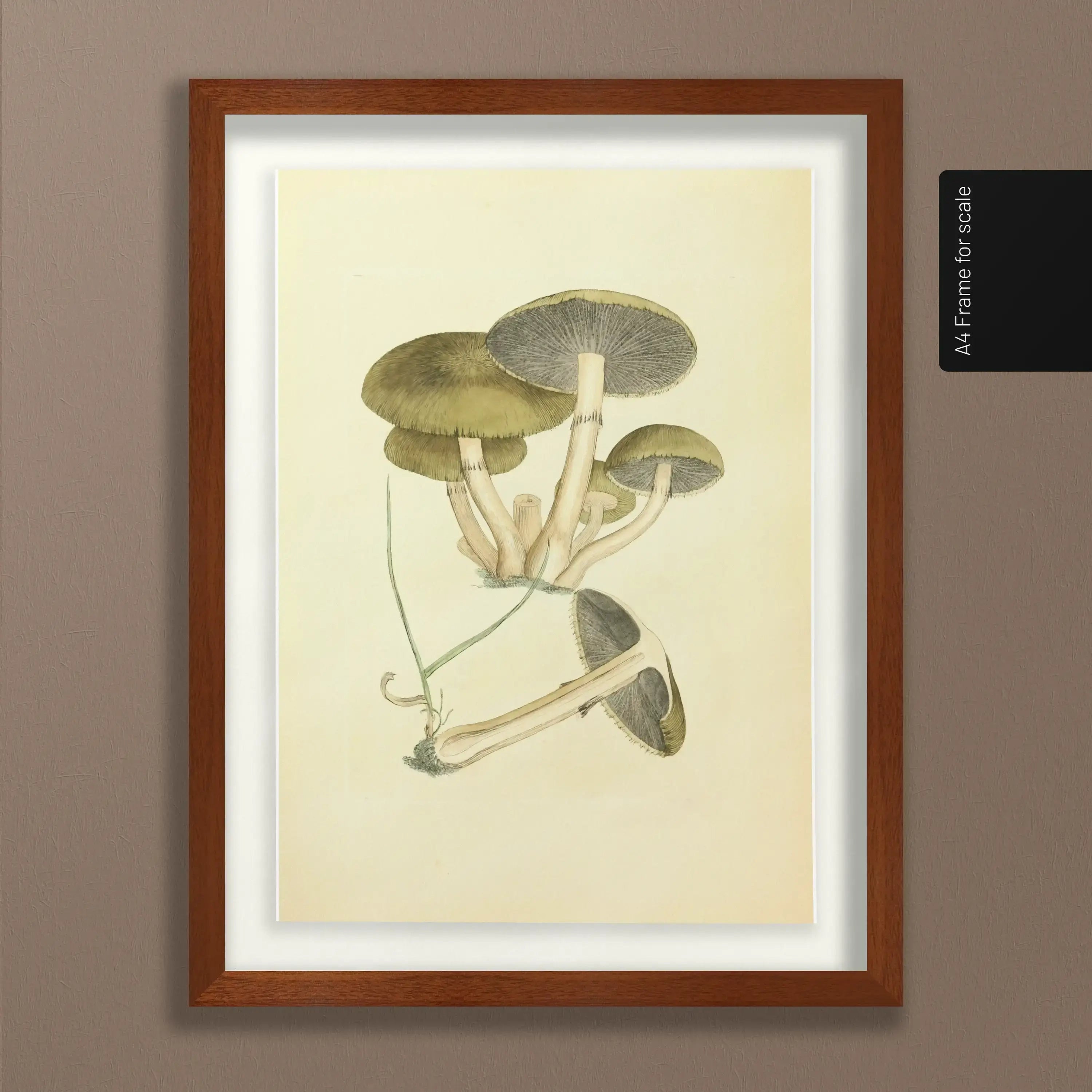 Fungi: Plate No. 06