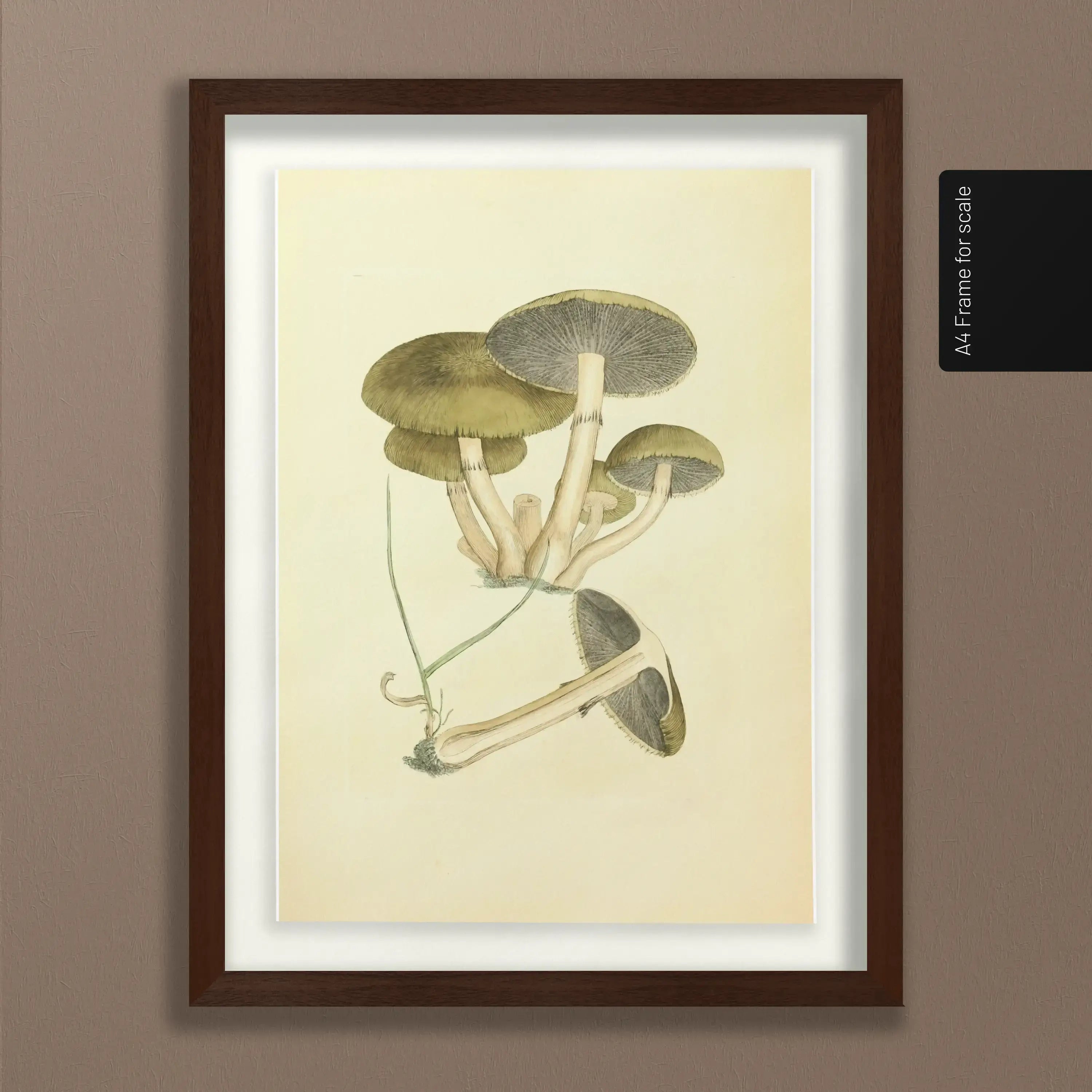 Fungi: Plate No. 06