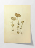 Fungi: Plate No. 07