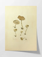 Fungi: Plate No. 07